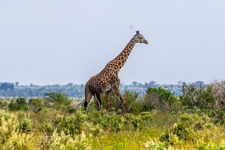 Giraffe in Kenya - giraffids, giraffe