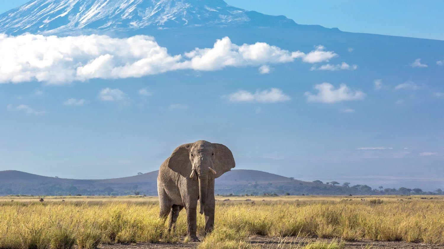 Elephant in Kenya - elephant, african-elephant