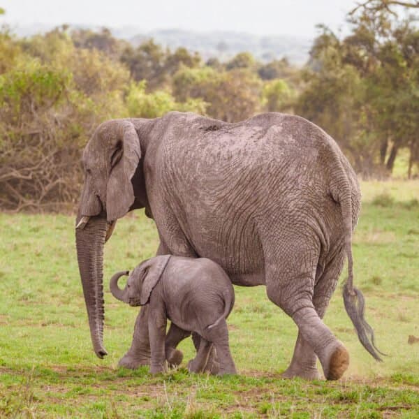 Elephant in Kenya - elephant, african-elephant