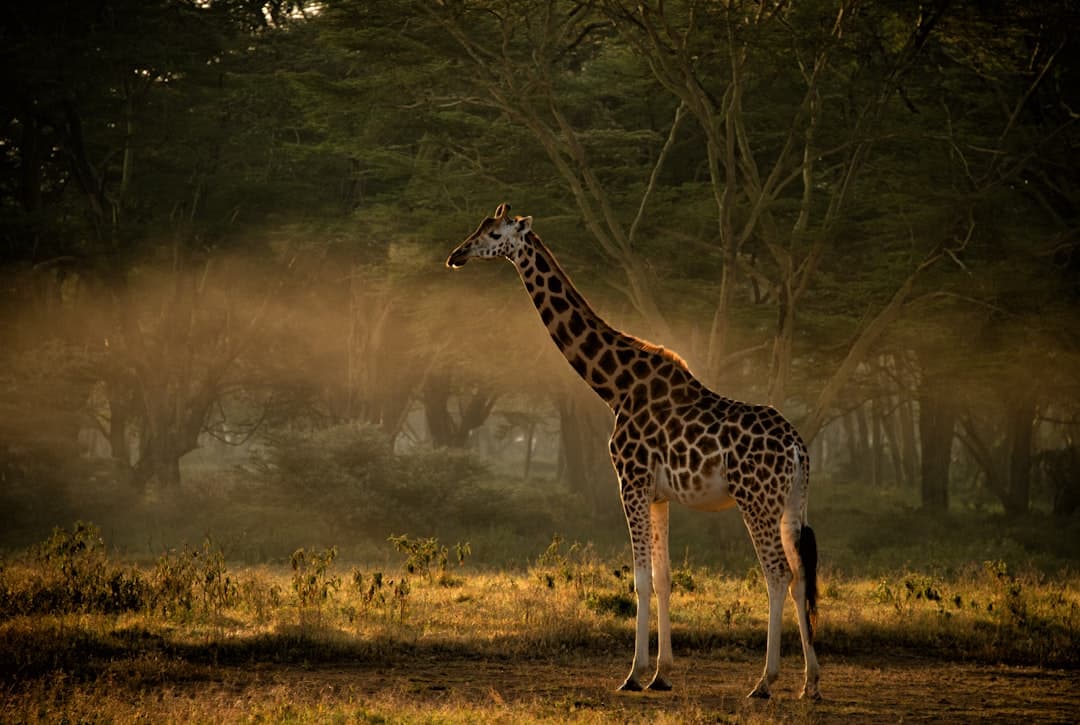 A young giraffe stands in a misty clearing just after sunrise in Samburu, Kenya.