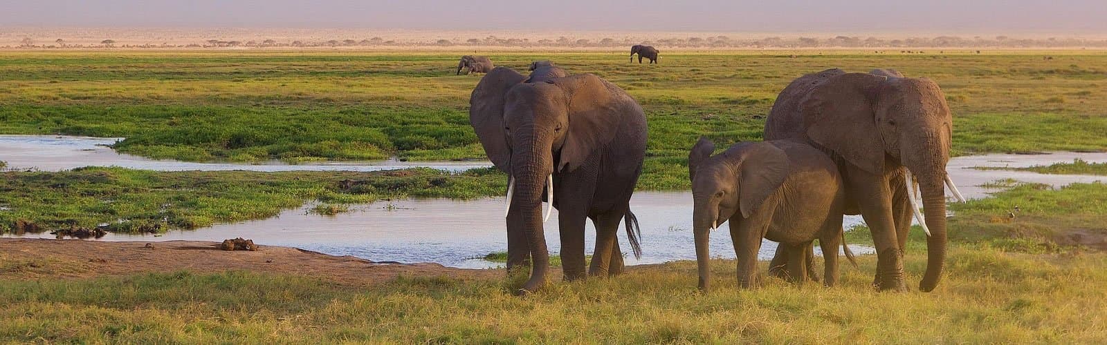 Elephant in Tanzania - elephant, natural-environment