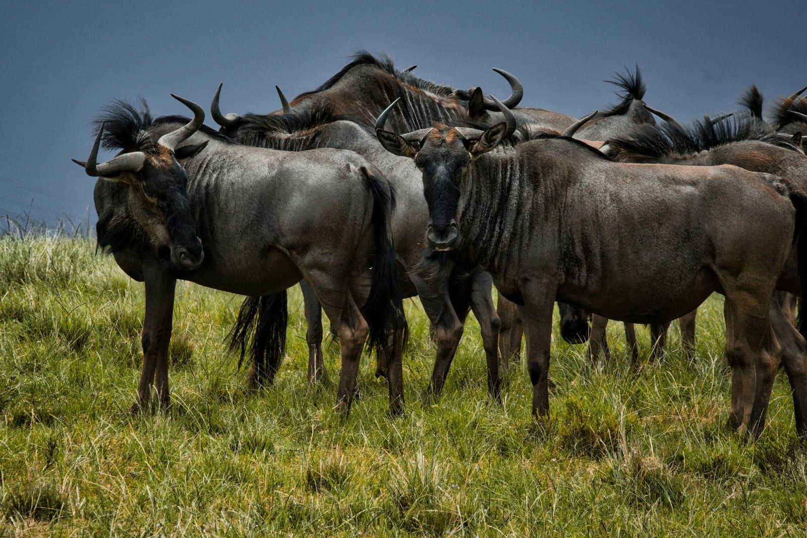 Wildebeest in Tanzania - wildebeest, herd