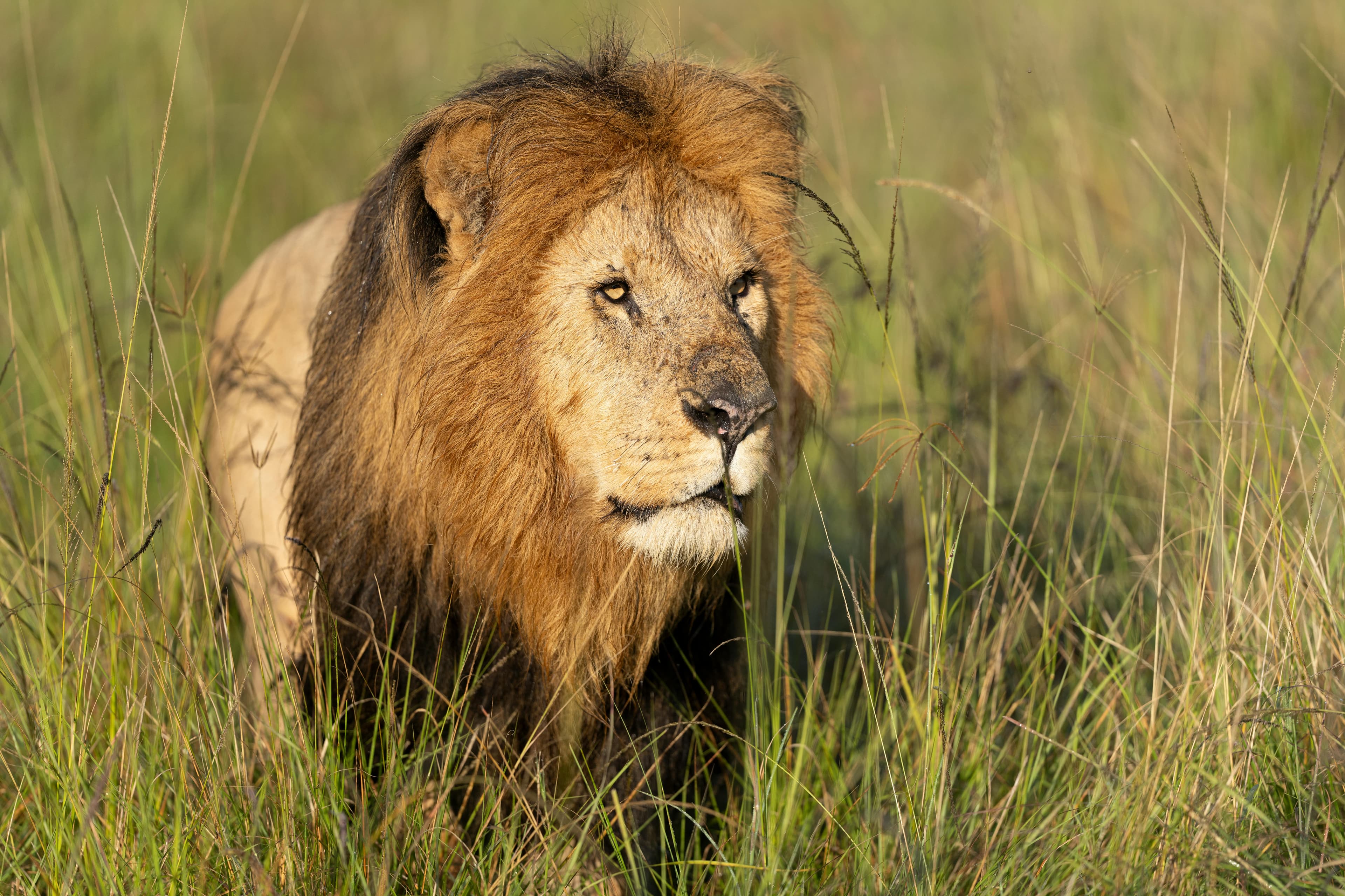 10-Day Kenya & Tanzania Safari | Maasai Mara, Serengeti & Ngorongoro - Day 3