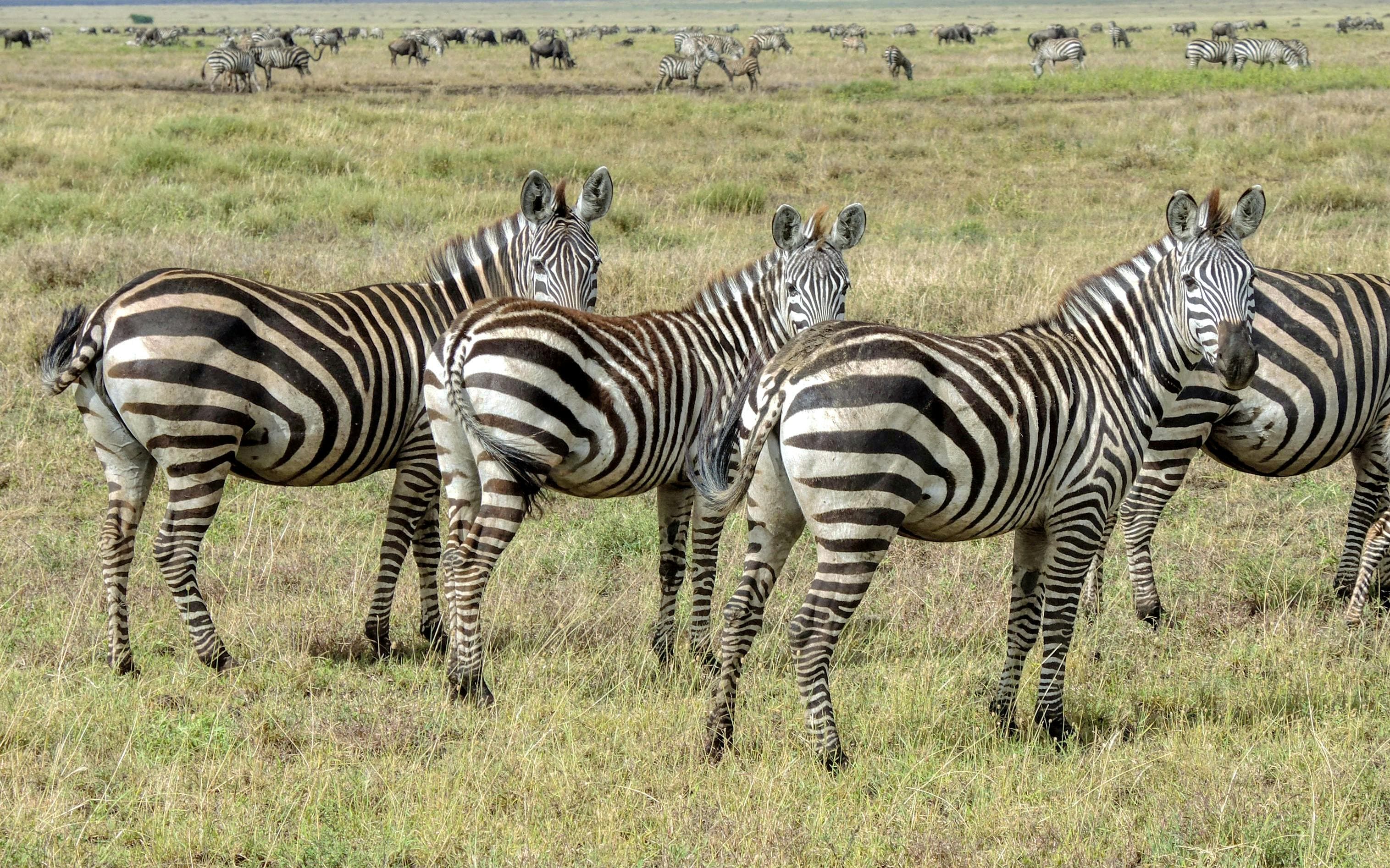 10-Day Kenya & Tanzania Safari | Maasai Mara, Serengeti & Ngorongoro - Day 5