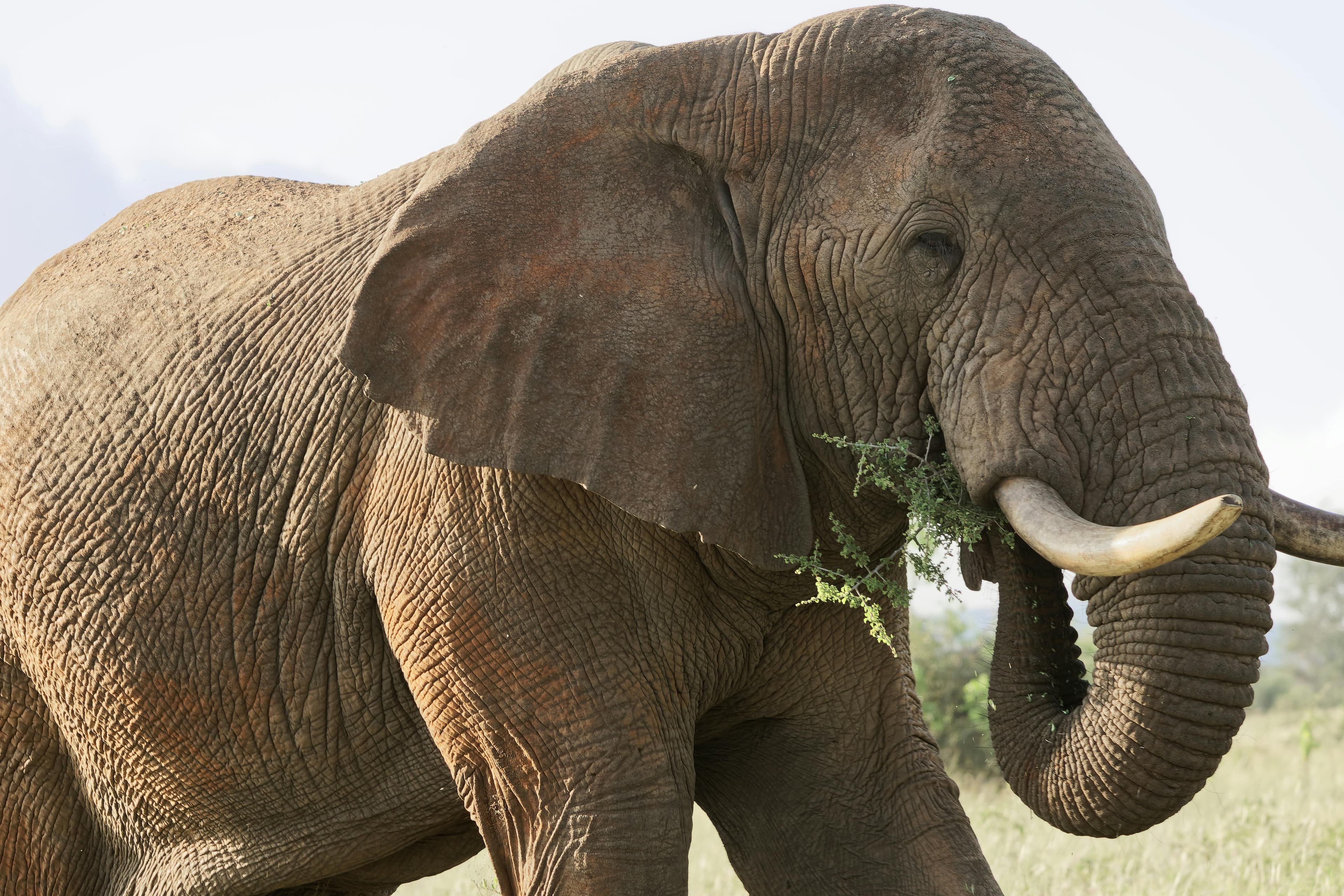 10-Day Kenya & Tanzania Safari | Maasai Mara, Serengeti & Ngorongoro - Day 8