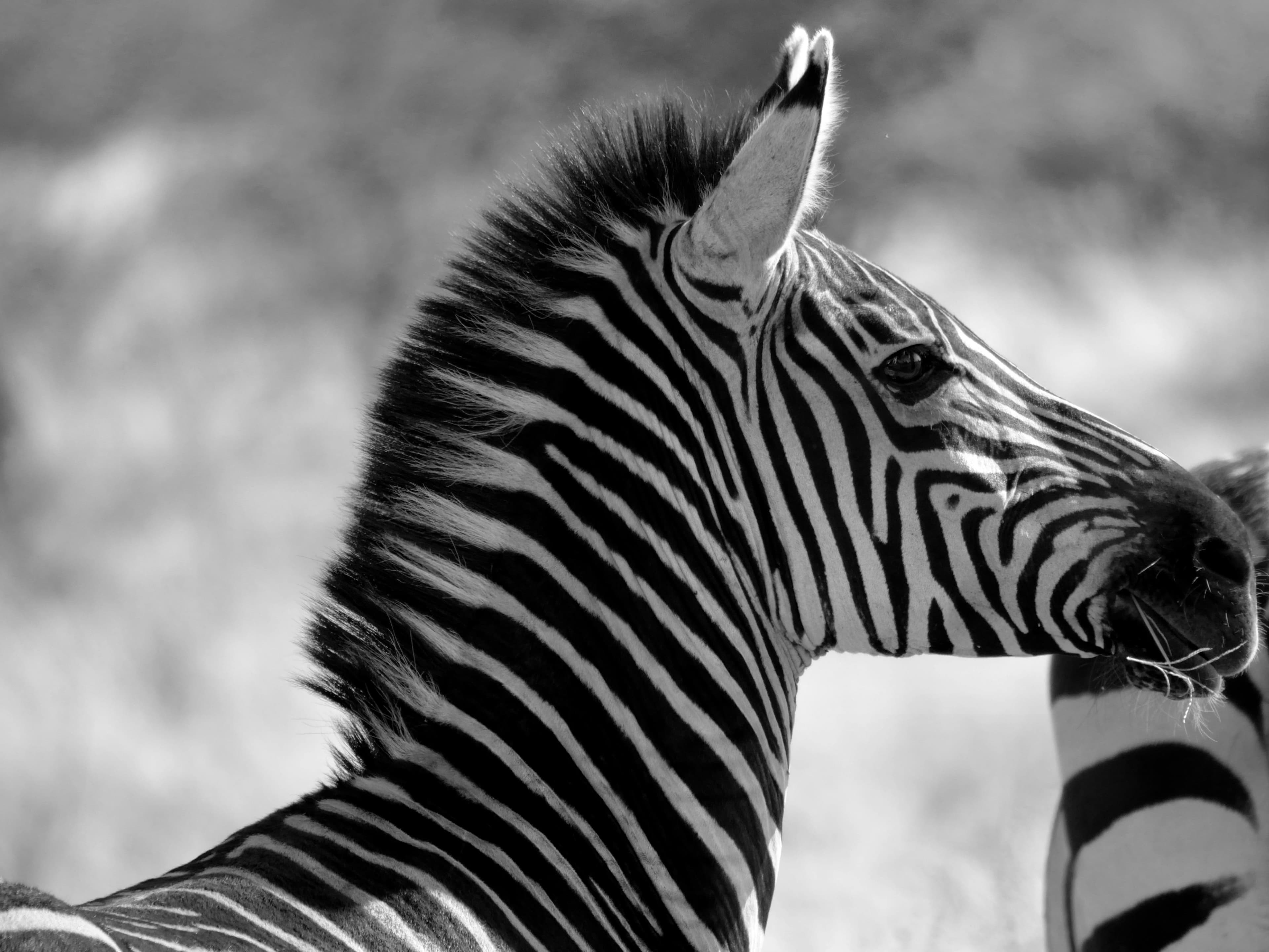 10 Days Tanzania Wildlife & Zanzibar - Day 1