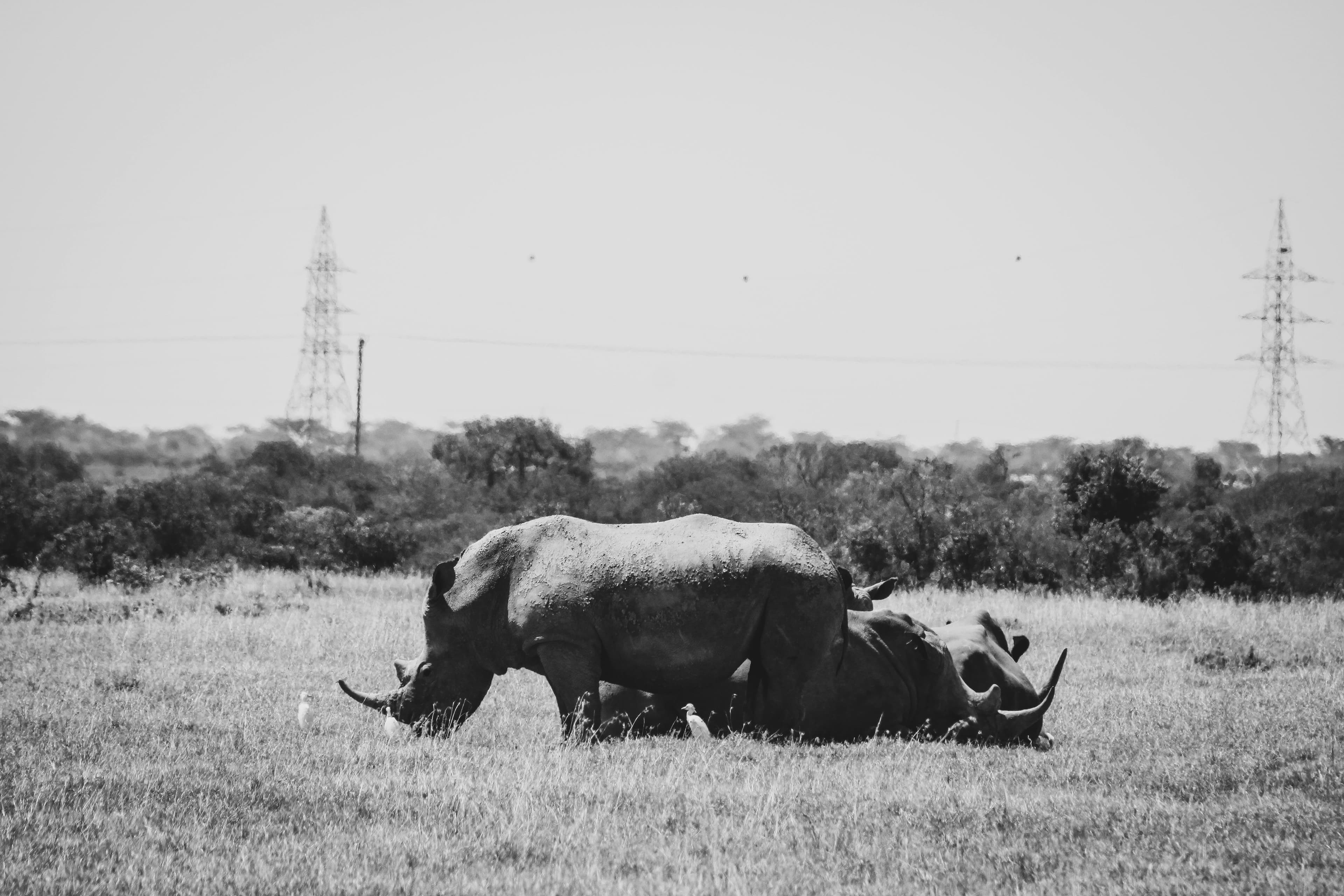 11 Days Ultimate Uganda Safari: Rhinos, Chimps, Gorillas & Big Game - Day 2