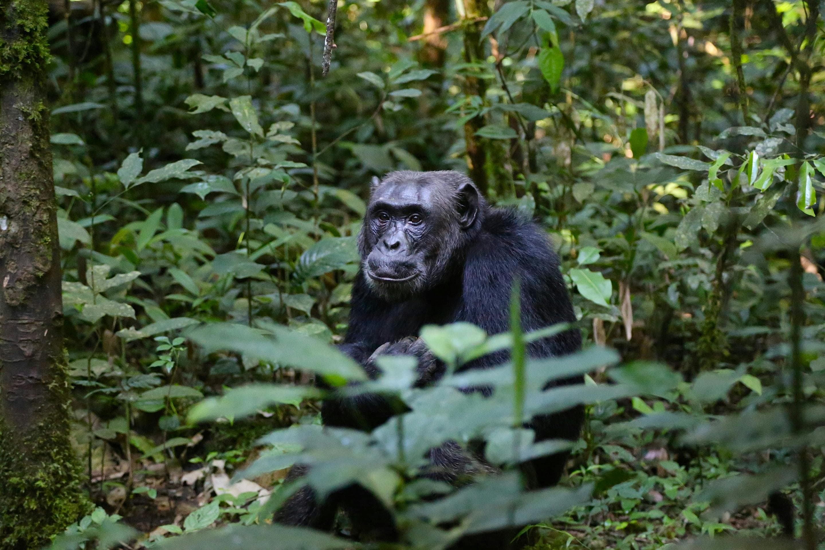 11 Days Ultimate Uganda Safari: Rhinos, Chimps, Gorillas & Big Game - Day 5