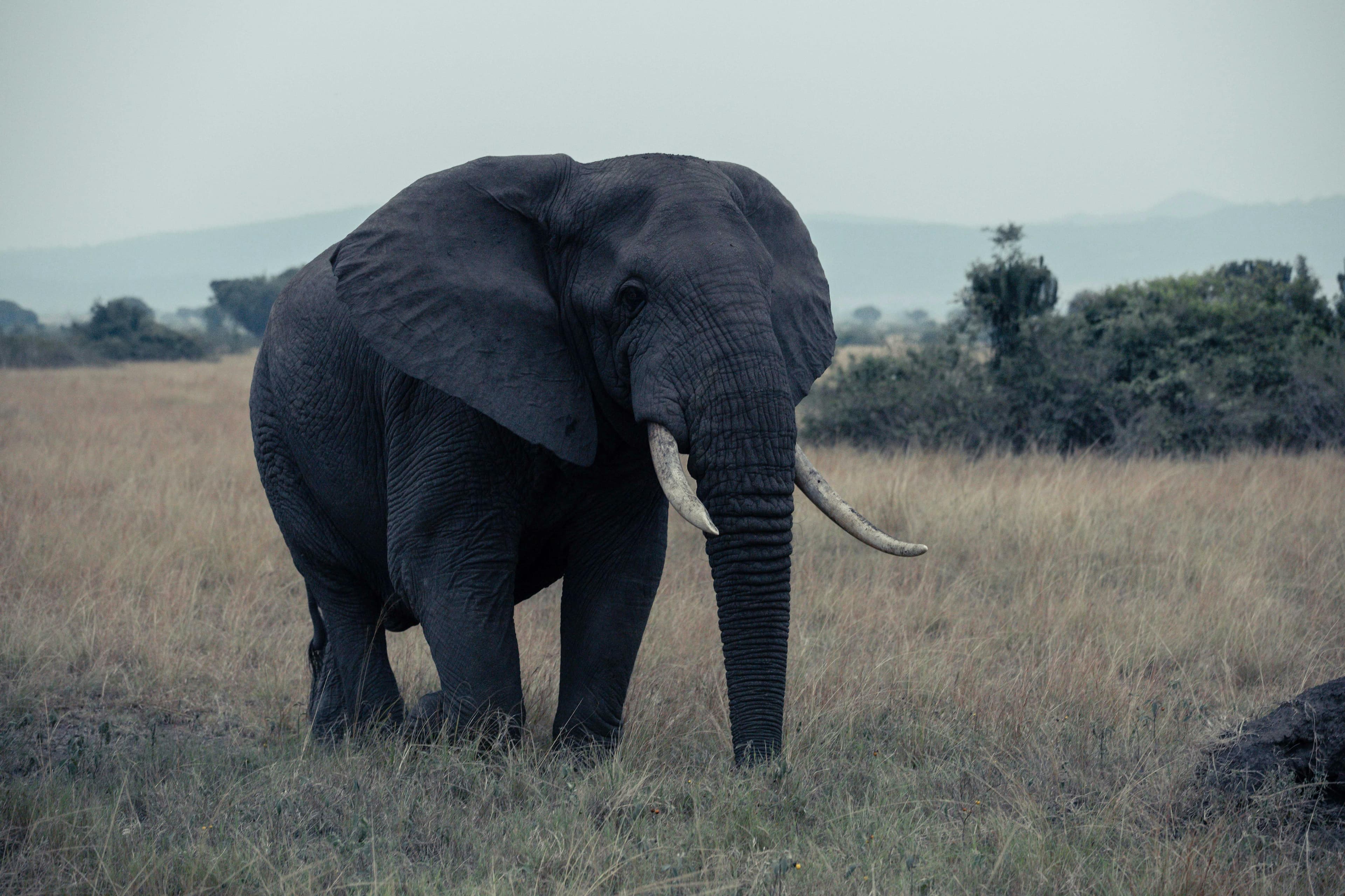 11 Days Ultimate Uganda Safari: Rhinos, Chimps, Gorillas & Big Game - Day 6