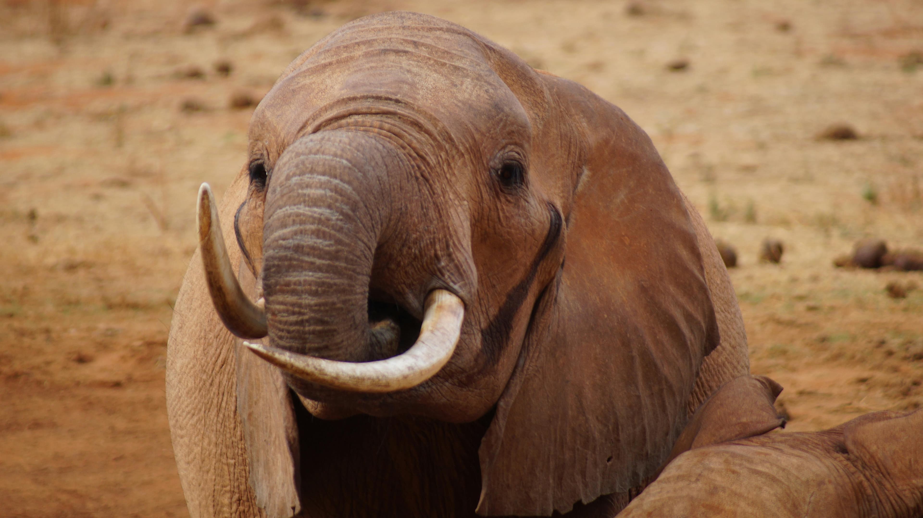 15 Days Kenya Safari and Diani Beach Holidays - Day 12