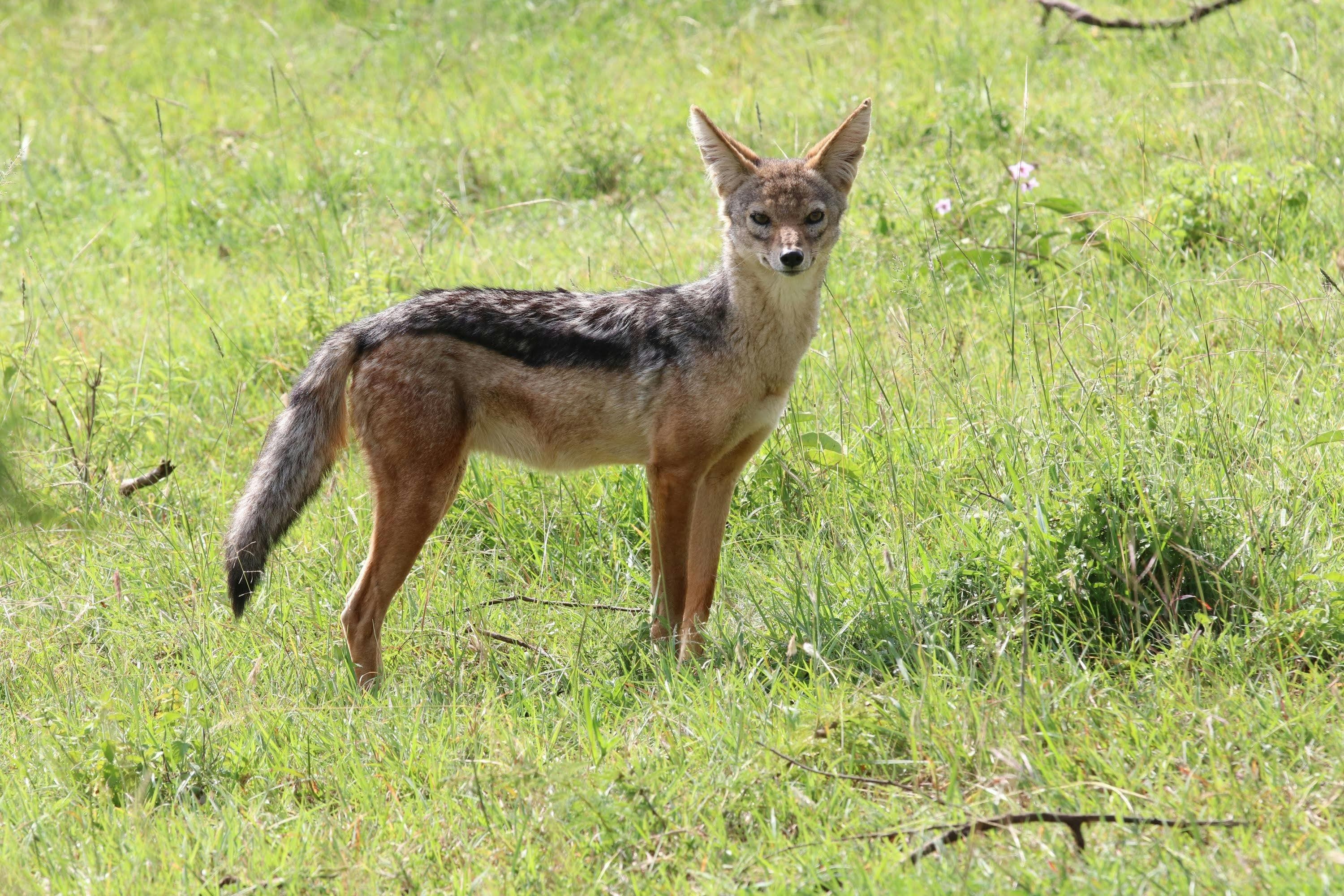 15 Days Kenya Safari and Diani Beach Holidays - Day 14