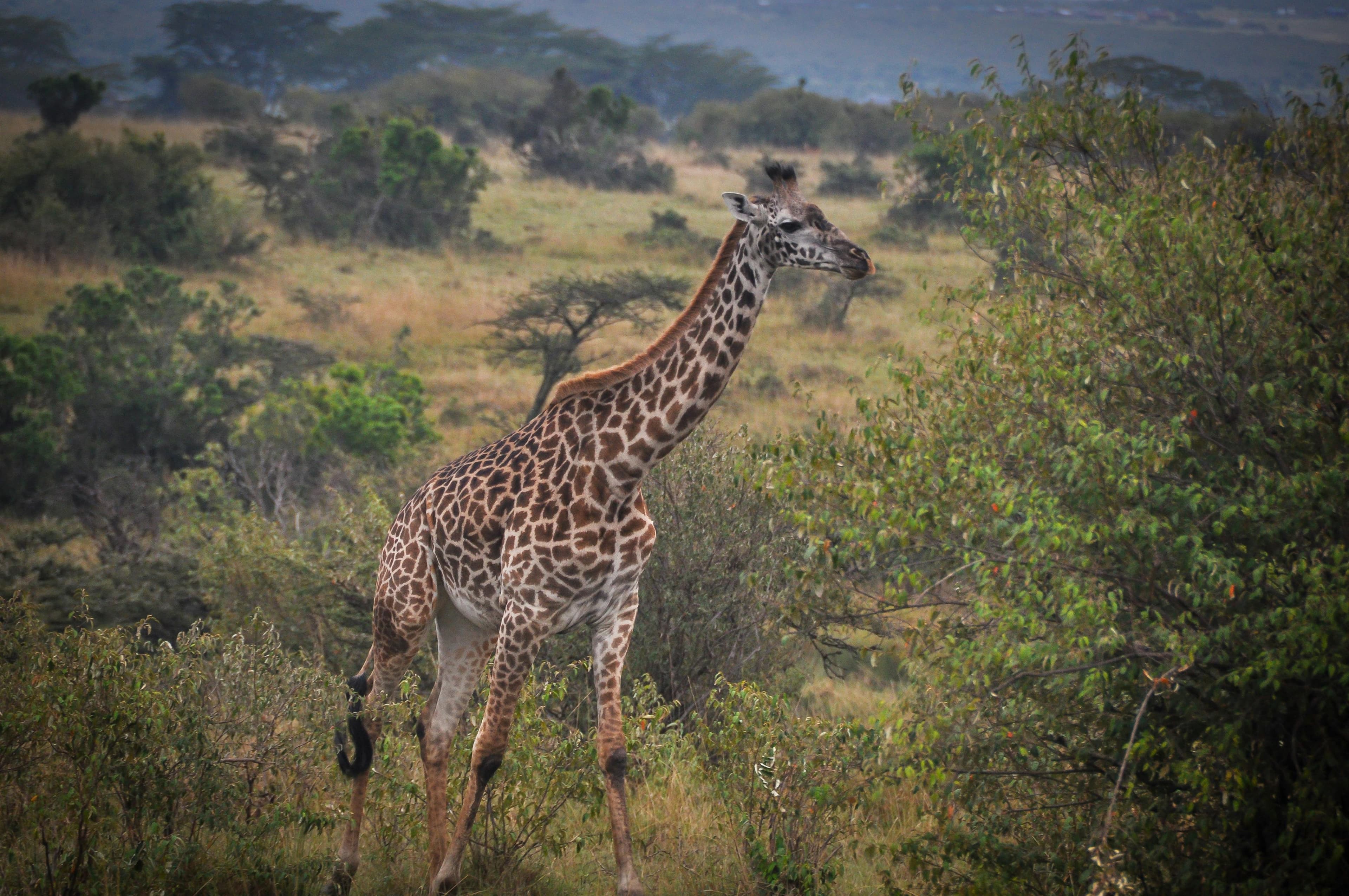 14-Day Kenya & Tanzania Safari + Zanzibar Beach Holiday - Day 14