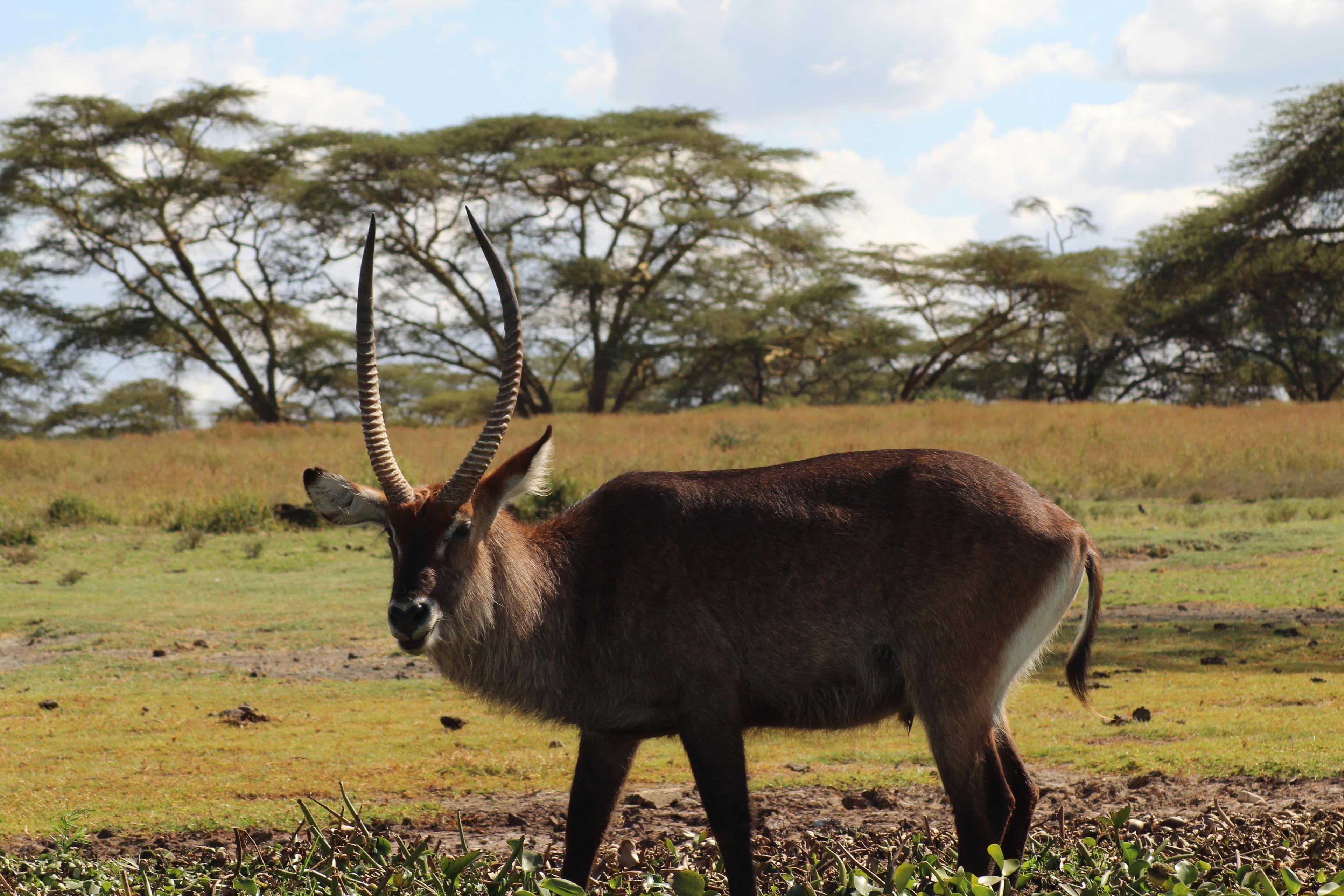 14-Day Kenya & Tanzania Safari + Zanzibar Beach Holiday - Day 3