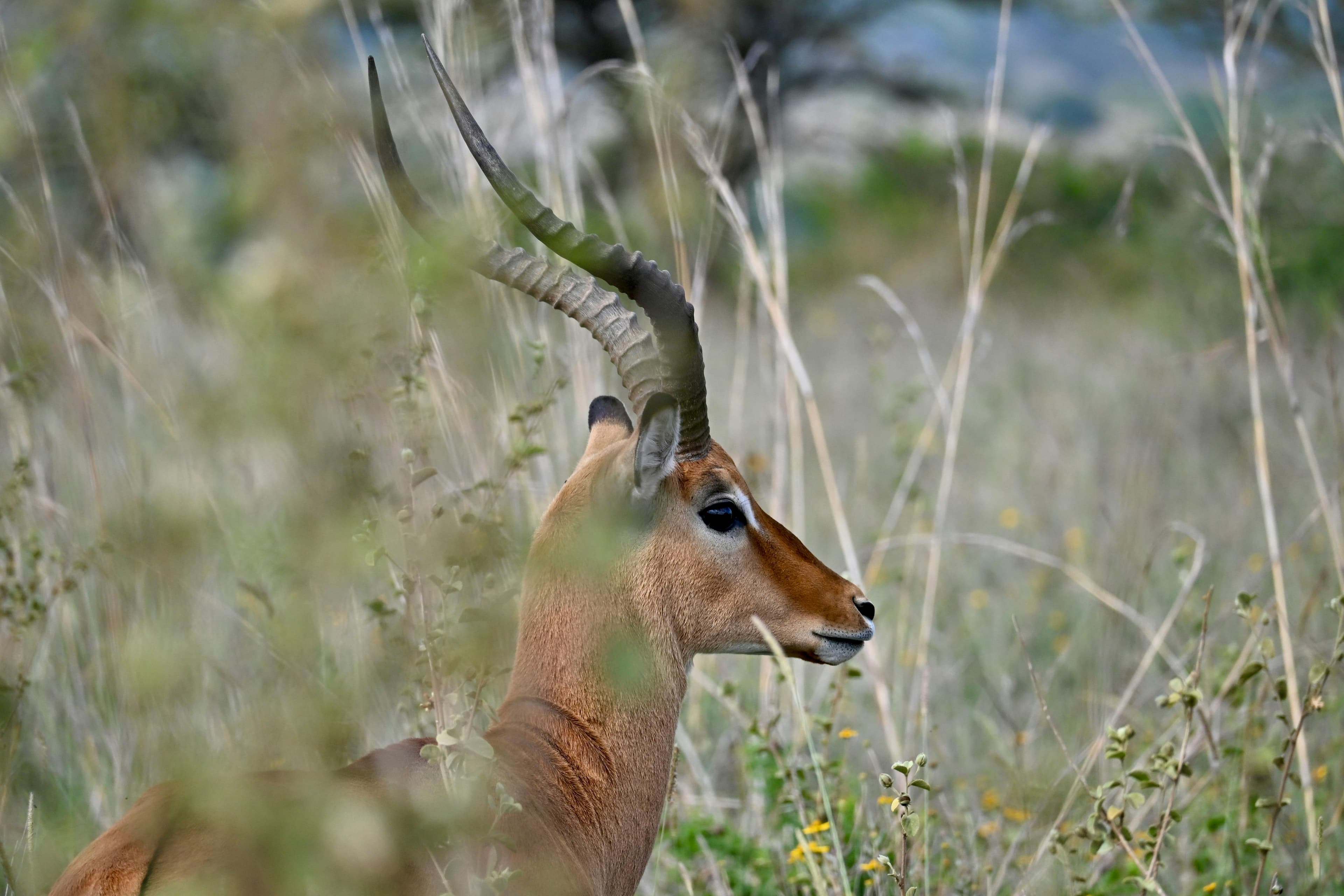 14 Day Kenya & Tanzania Safari Adventure - Day 10