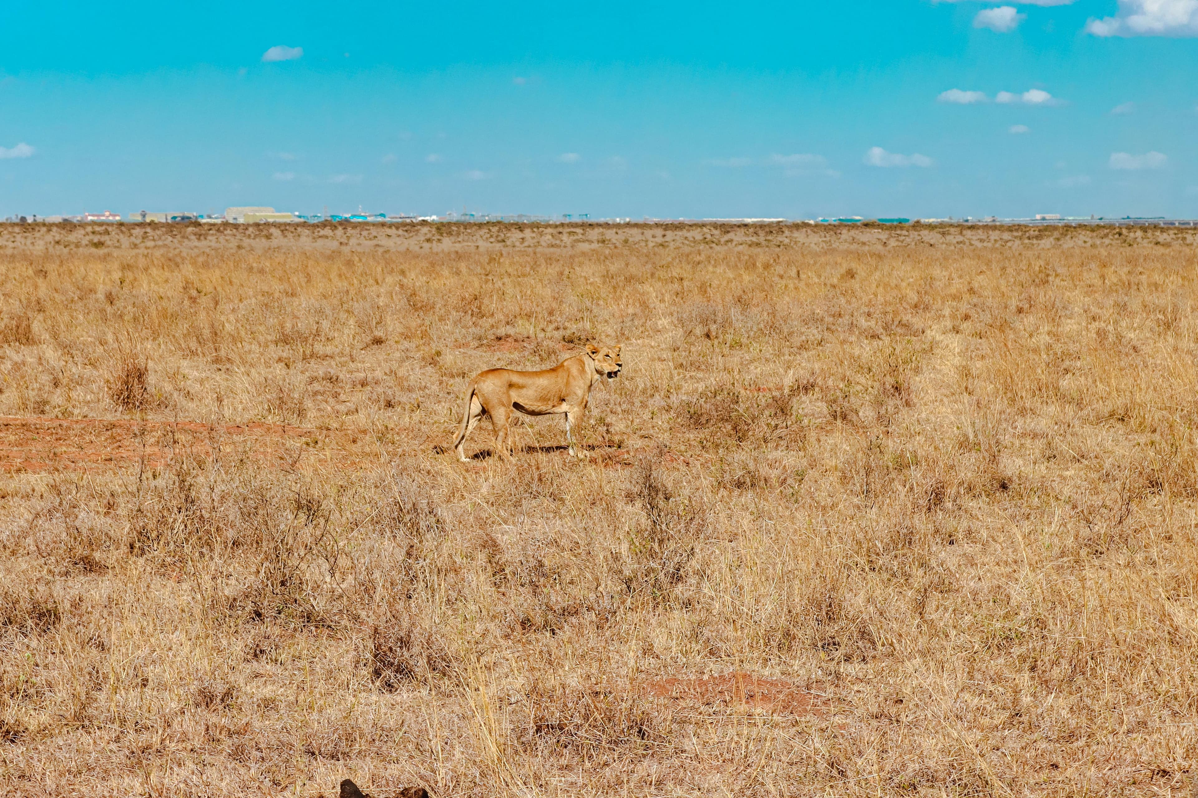 14 Day Kenya & Tanzania Safari Adventure - Day 14