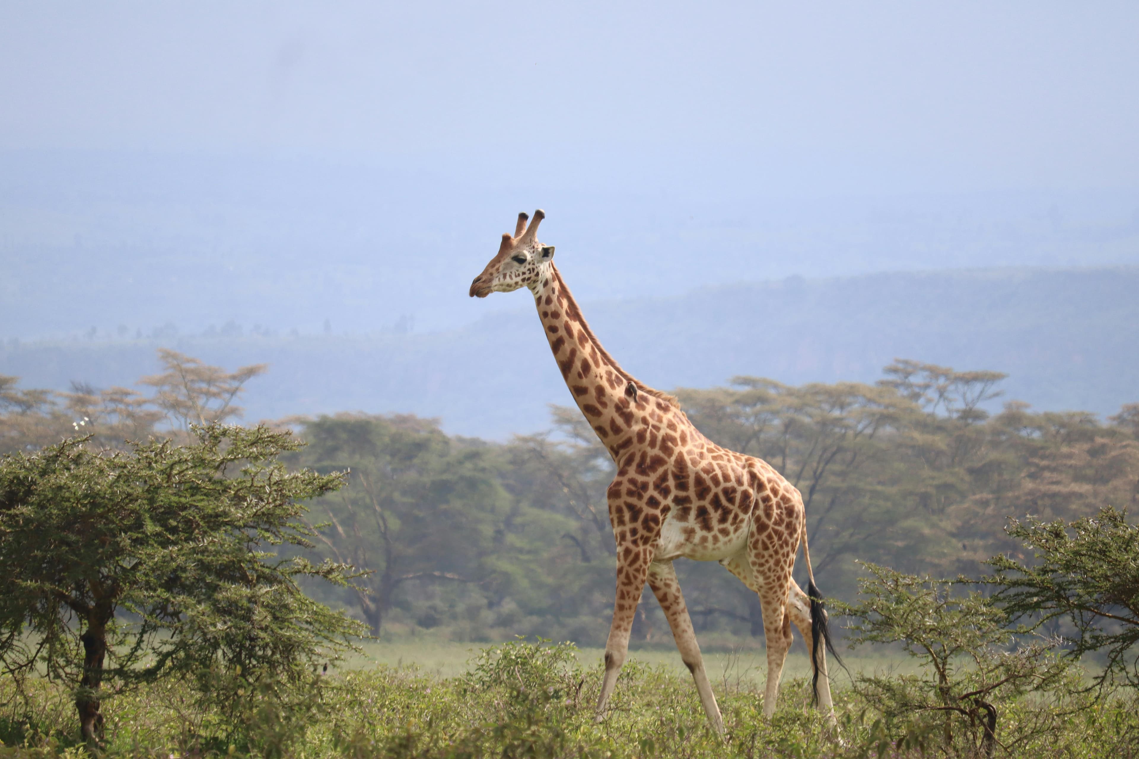 2 Nights Maasai Mara Fly-in Safari from Nairobi - Day 1
