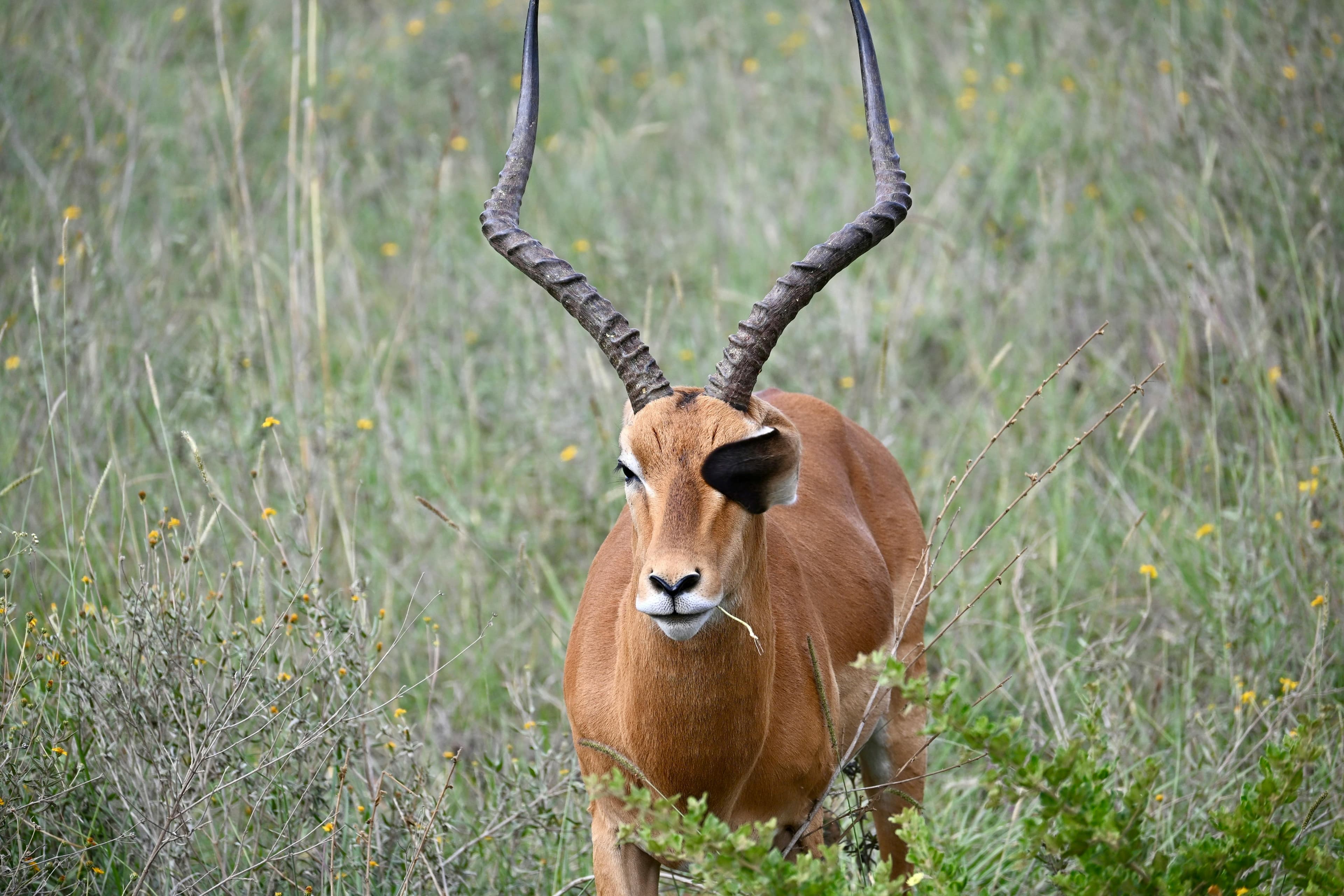 2 Nights Lewa Conservancy Fly-in Safari from Nairobi - Safari landscape