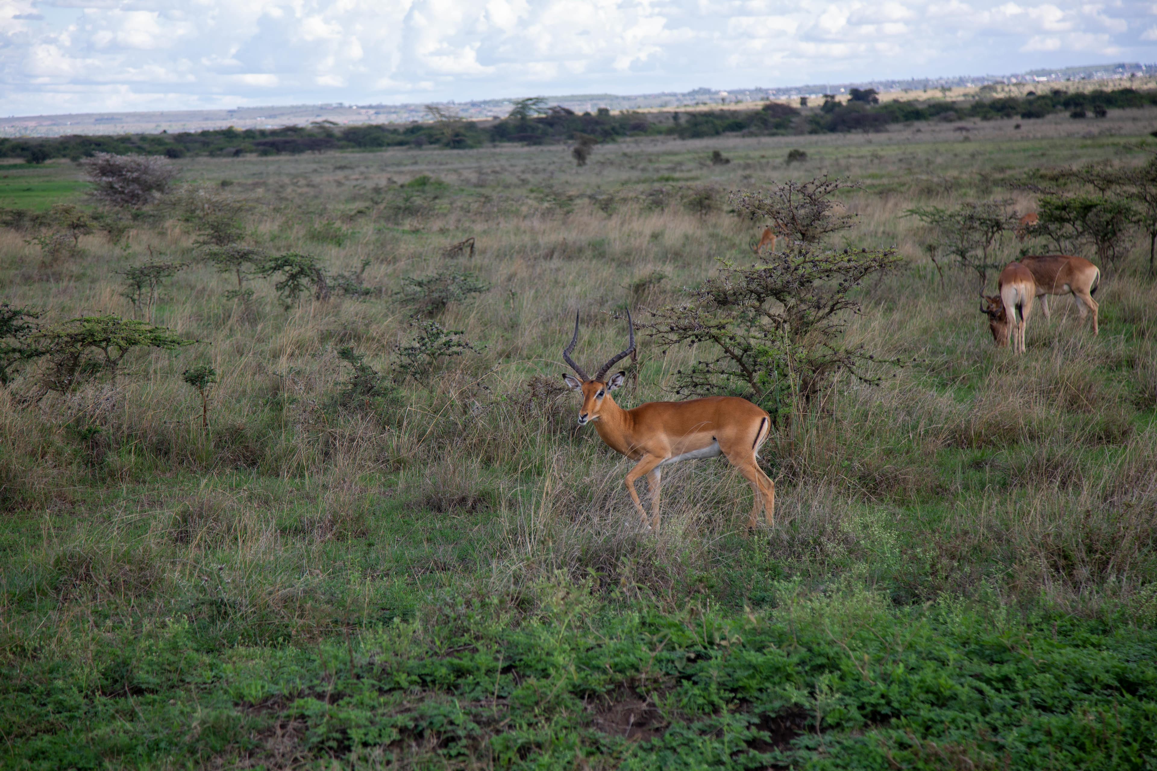 2 Nights Loisaba Conservancy Fly-in Safari from Nairobi - Day 3