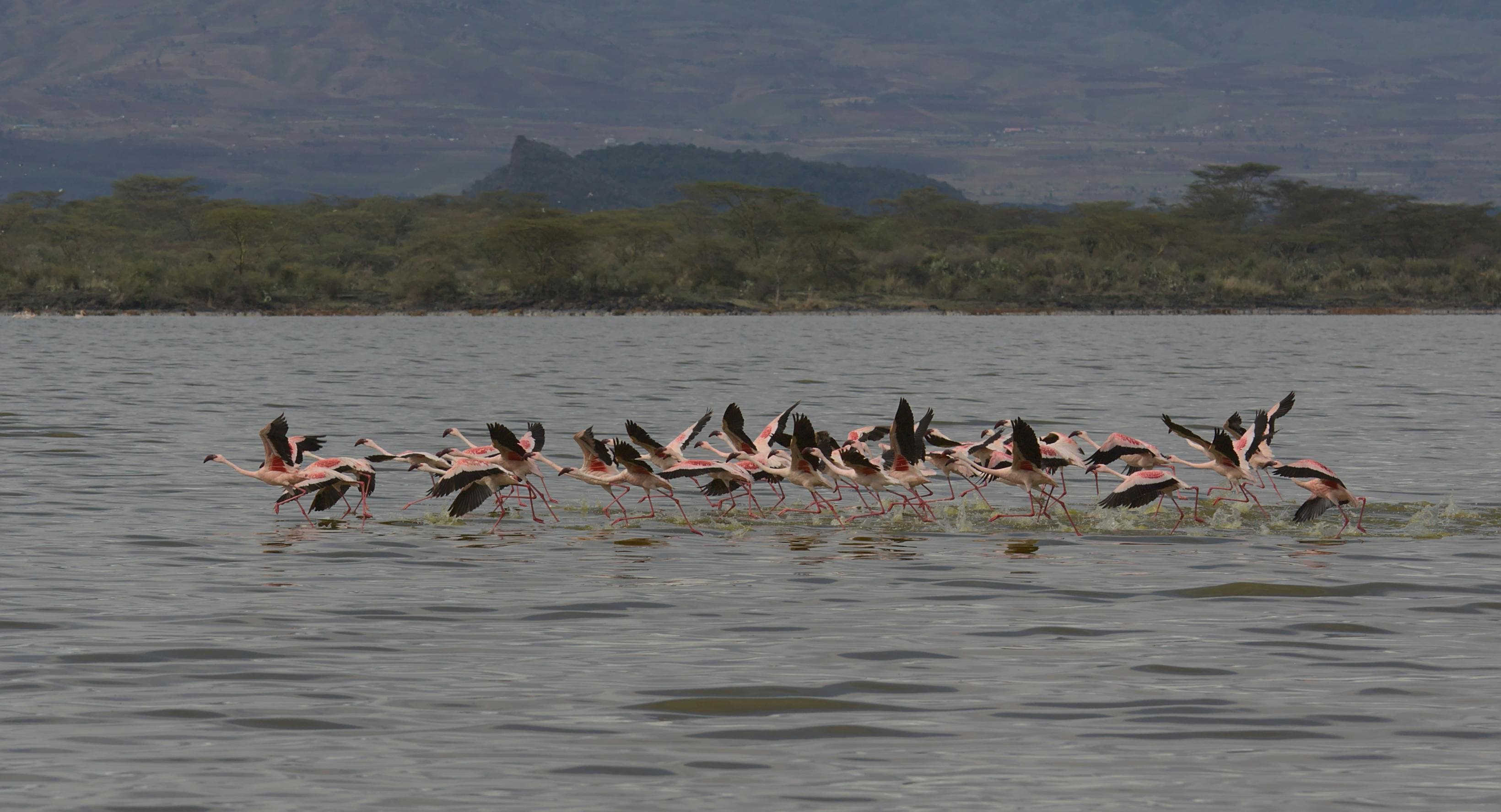 4 Day Lake Nakuru, Naivasha, Maasai Mara Safari - Day 1 Use a Lake Nakuru image with rhinos, flamingos, or panoramic shoreline scenery.