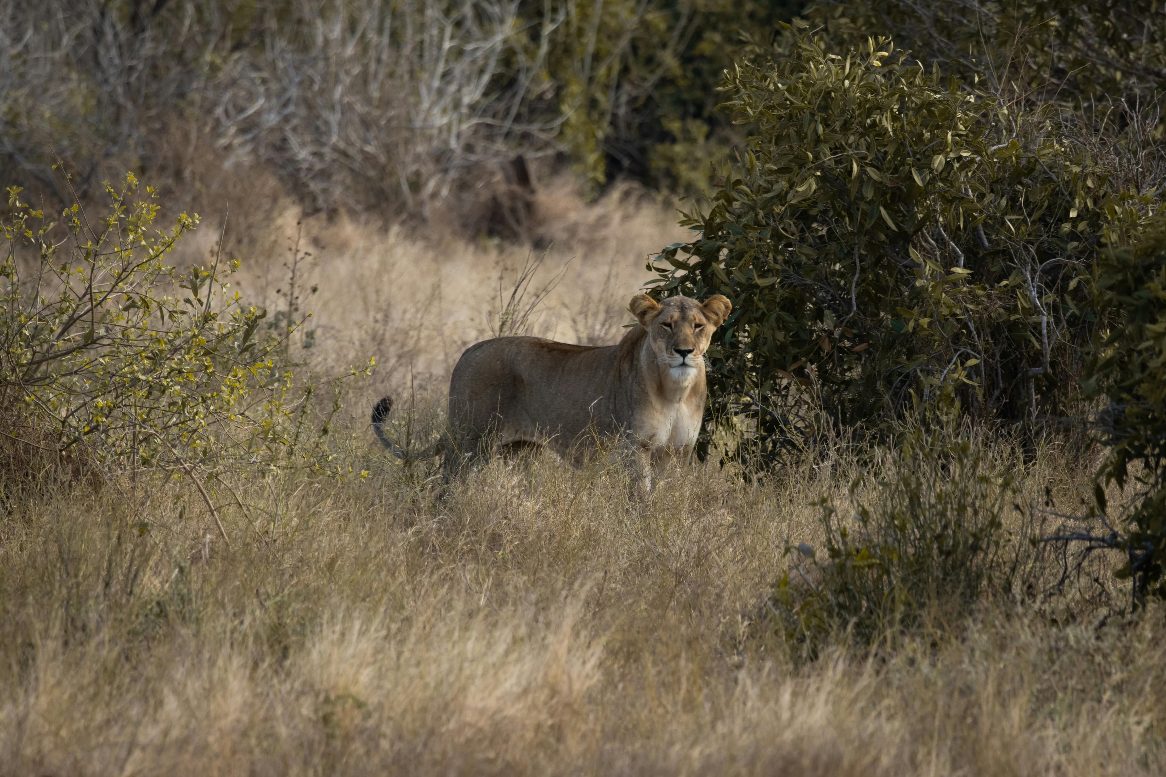 4 Days Amboseli Tsavo West Tsavo East safari - Day 4