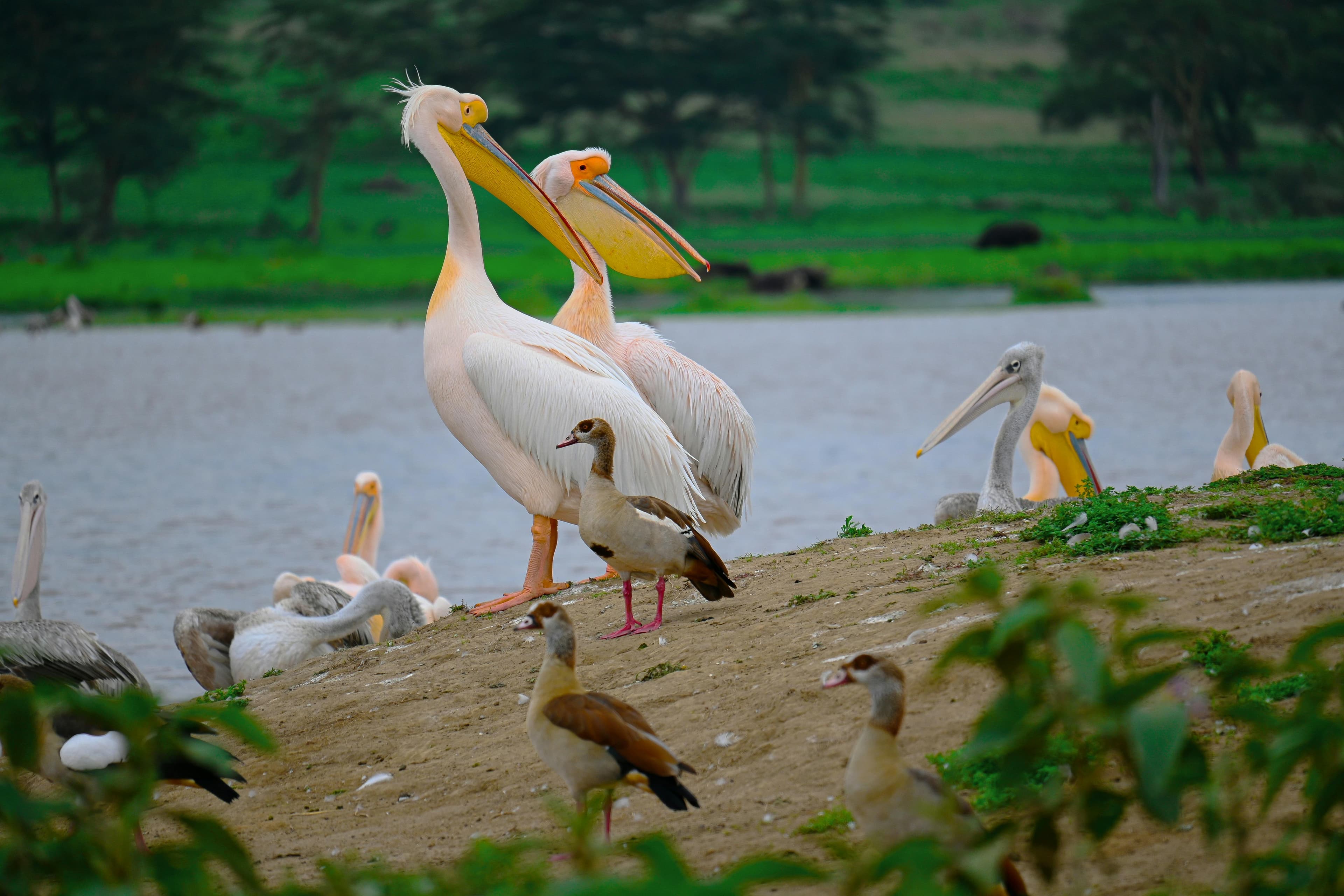 4 Days Lake Nakuru and Maasai Mara Safari - Day 1 Use a Lake Nakuru image with rhinos, flamingos, or broad lake views.