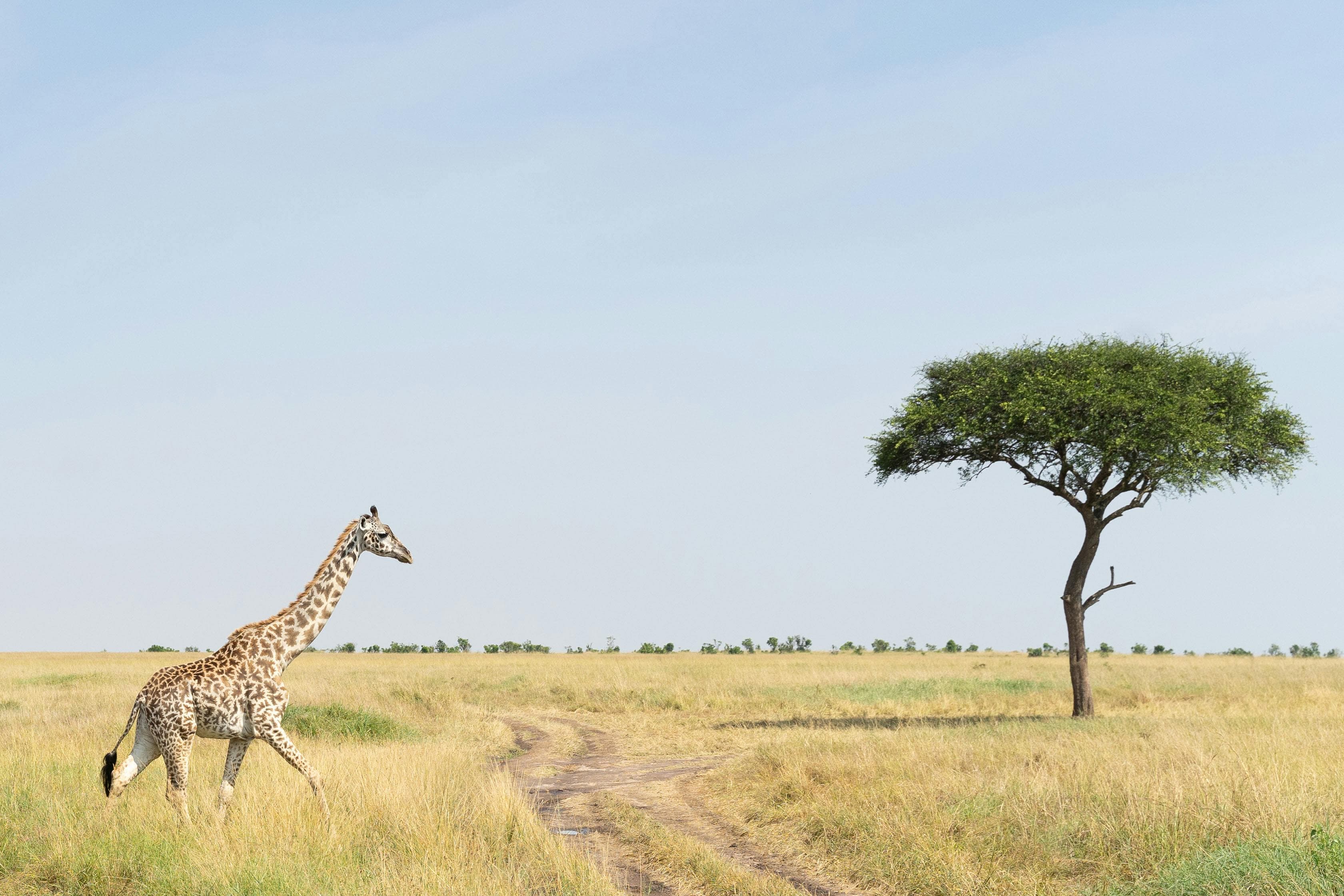 4 Days Lake Nakuru and Maasai Mara Safari - Day 2 Use a Maasai Mara scene with wide plains or visible safari activity.