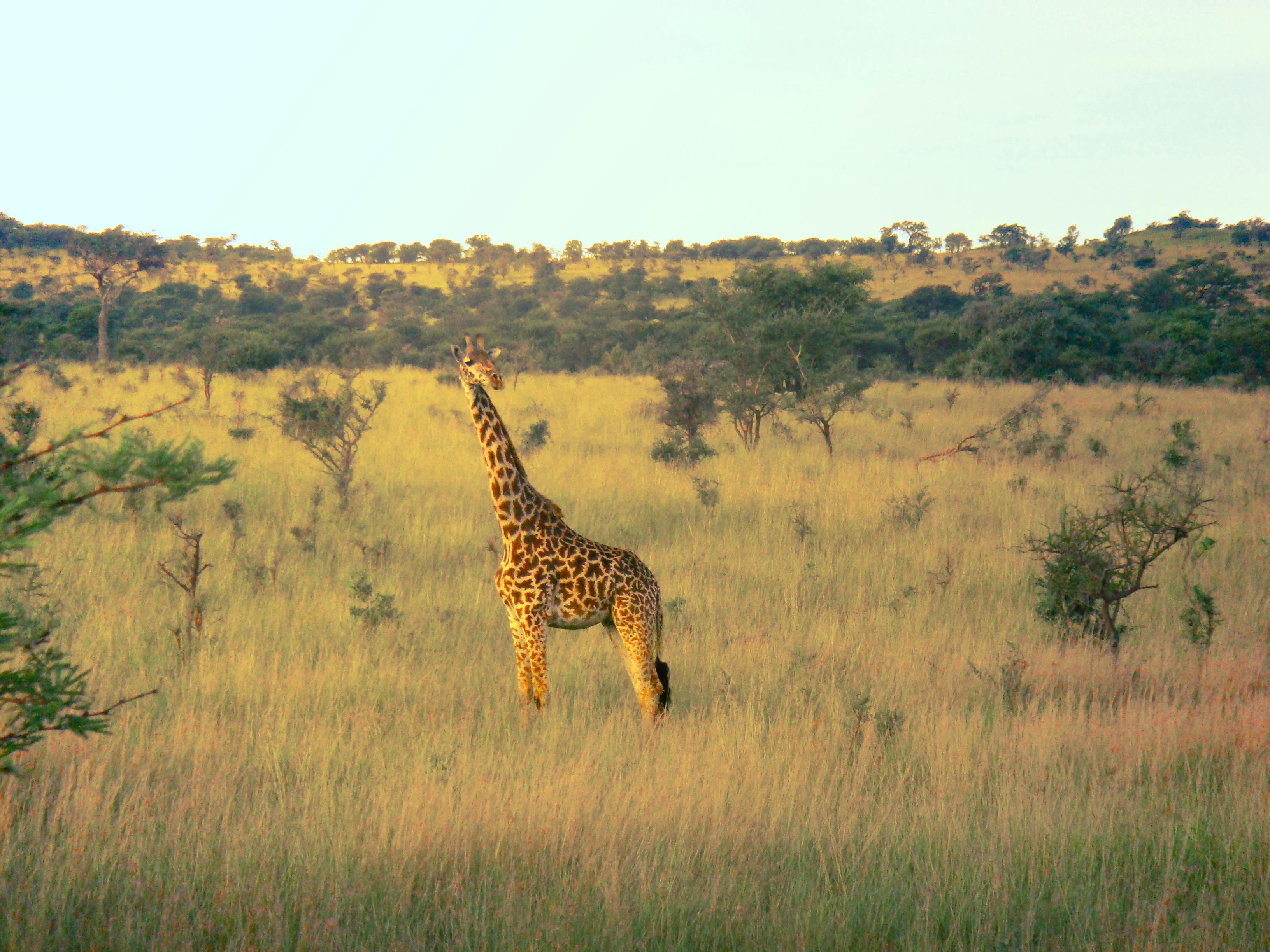 4 Days Lake Nakuru and Maasai Mara Safari - Day 3 Use a wildlife-rich Mara image with strong visual contrast.