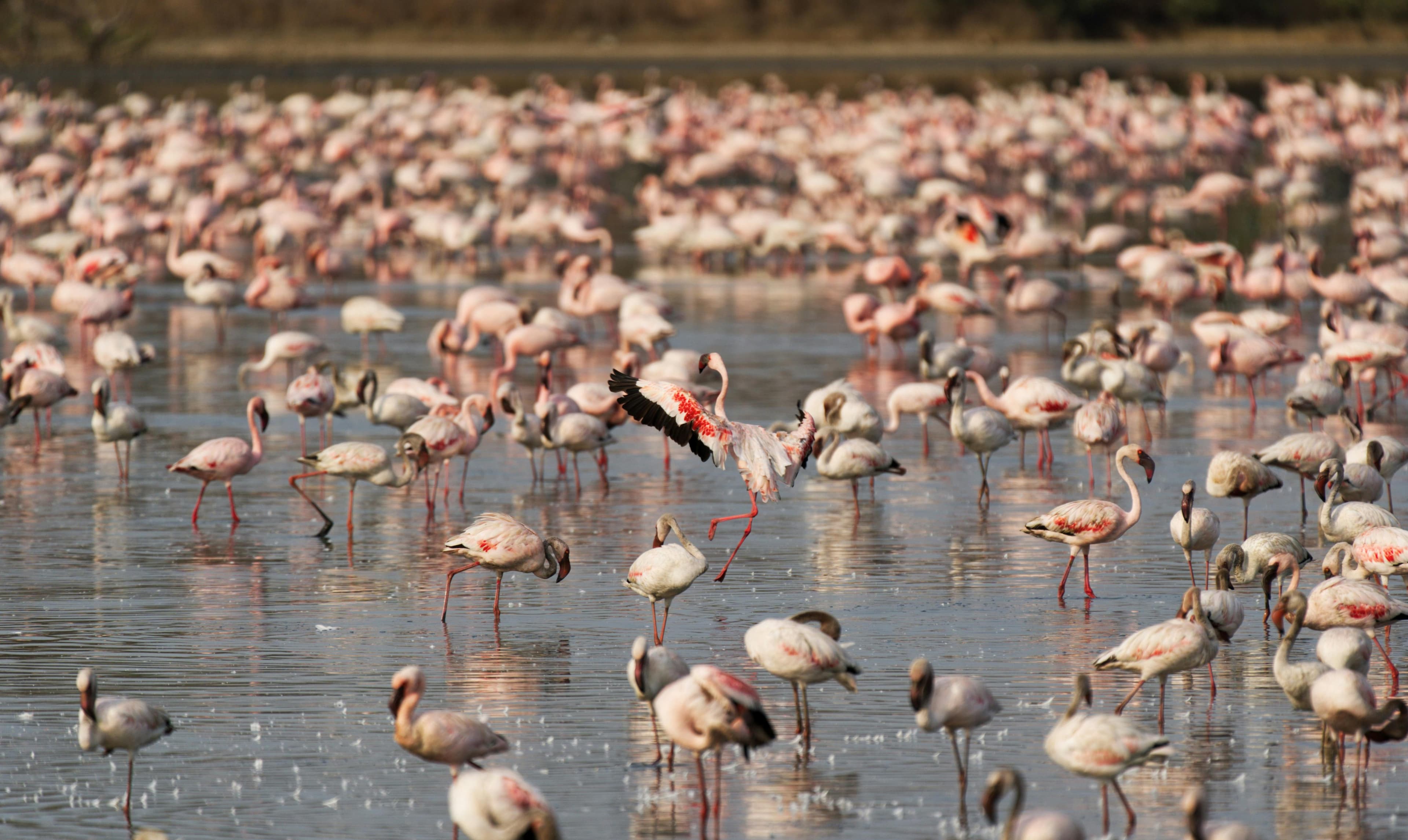 5-Day Aberdare, Nakuru & Maasai Mara Safari - Day 2 Use a Lake Nakuru image featuring rhinos, flamingos, or lake views.