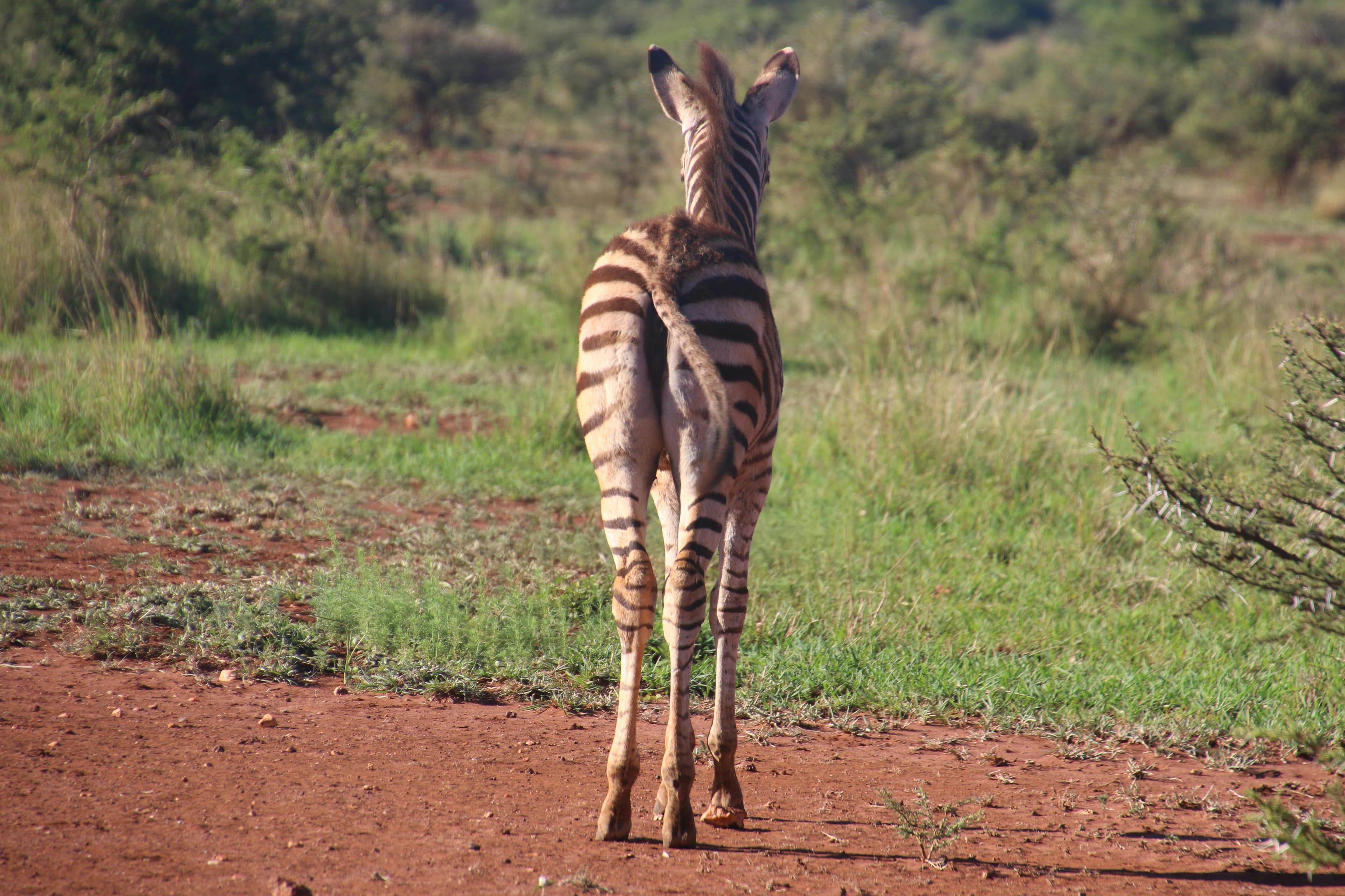 5-Day Aberdare, Nakuru & Maasai Mara Safari - Day 4 Use a high-impact Maasai Mara wildlife image.
