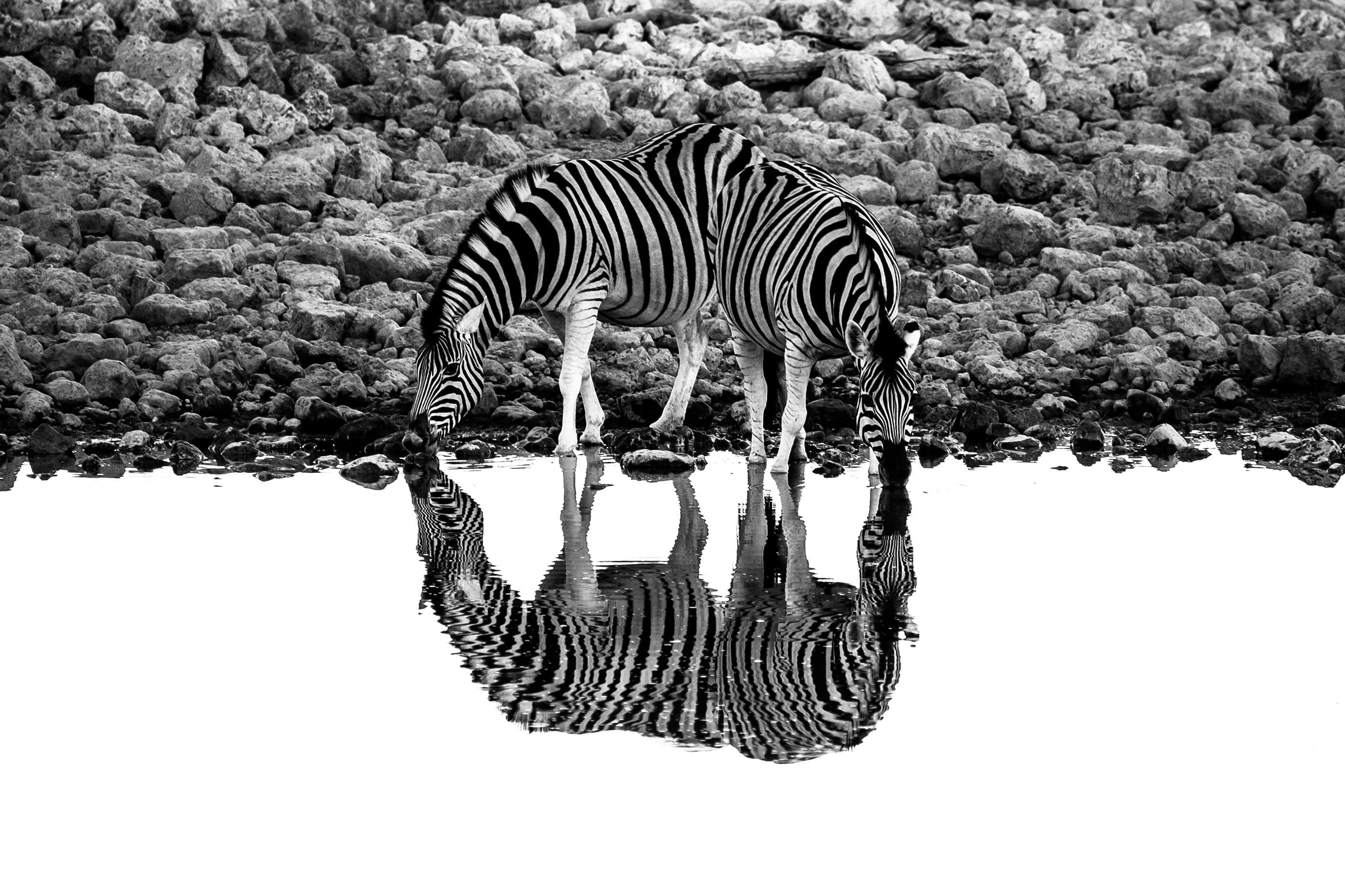 5-Day Ol Pejeta, Naivasha & Maasai Mara Tour - Day 2 Use a safari boat, open-water scene, or shoreline wildlife image for Naivasha.