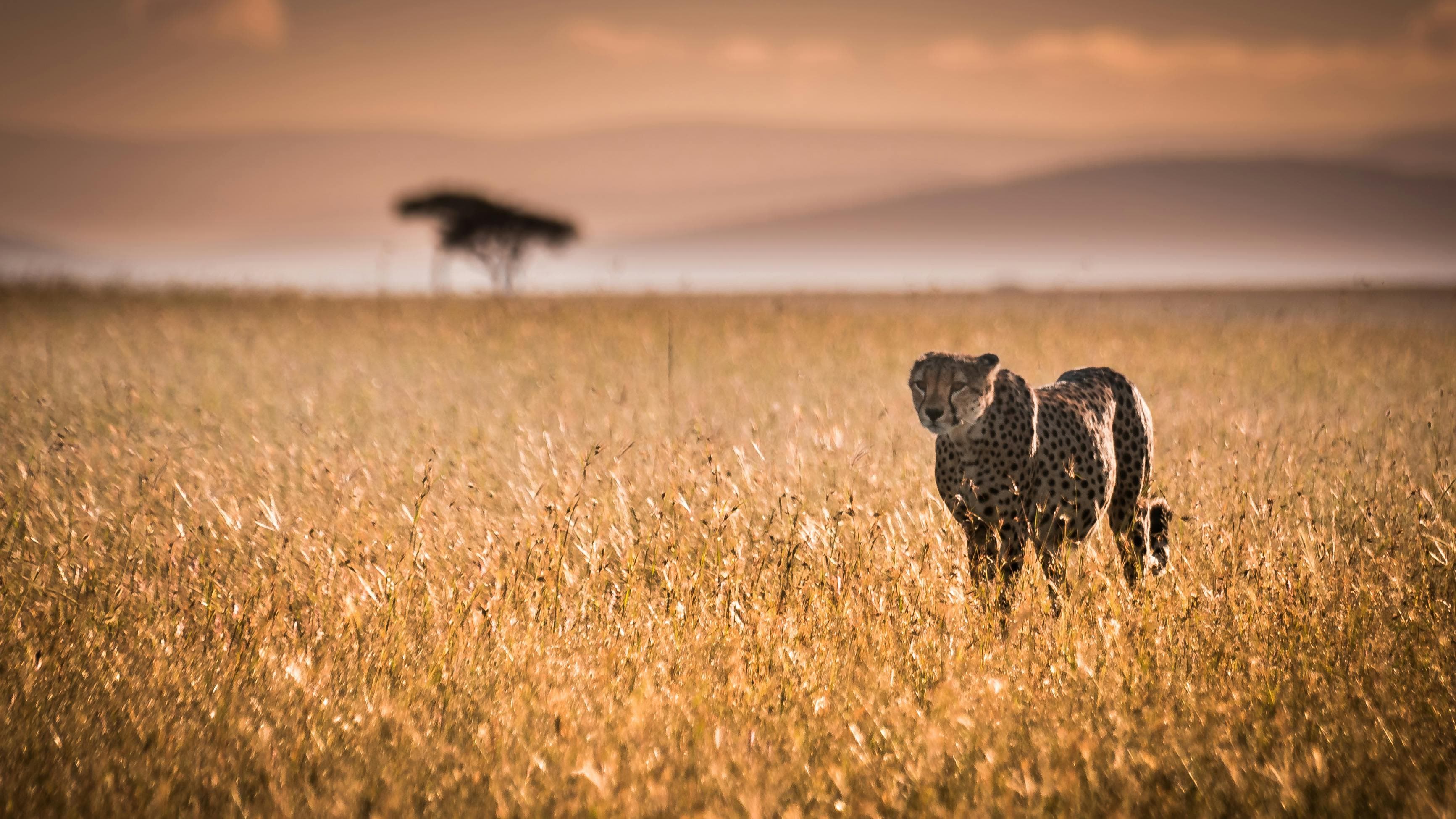 5-Day Ol Pejeta, Naivasha & Maasai Mara Tour - Day 4 Use a dramatic wildlife image from the Maasai Mara.