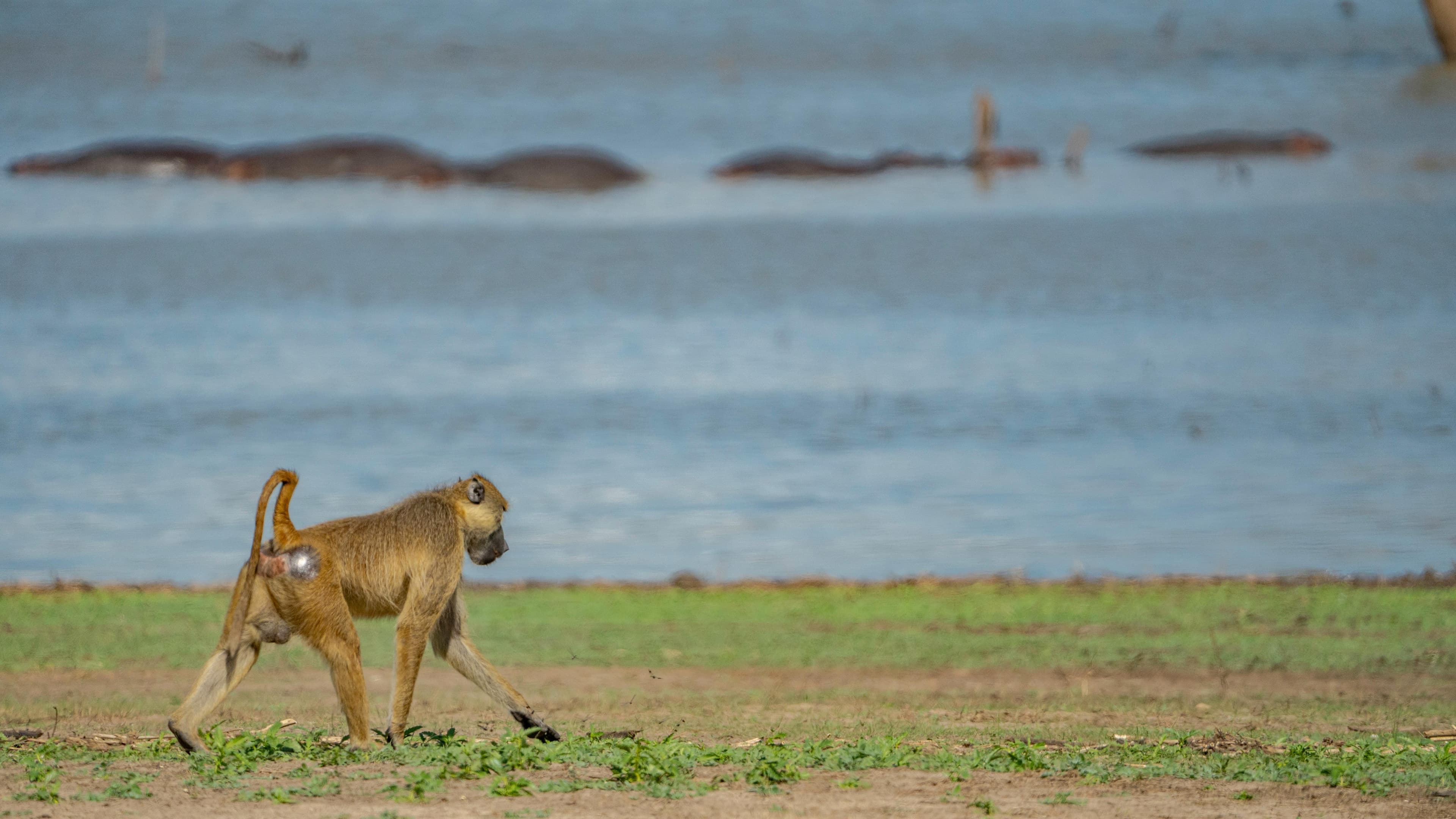 5 Days Lake Manyara, Serengeti & Ngorongoro Crater - Day 2