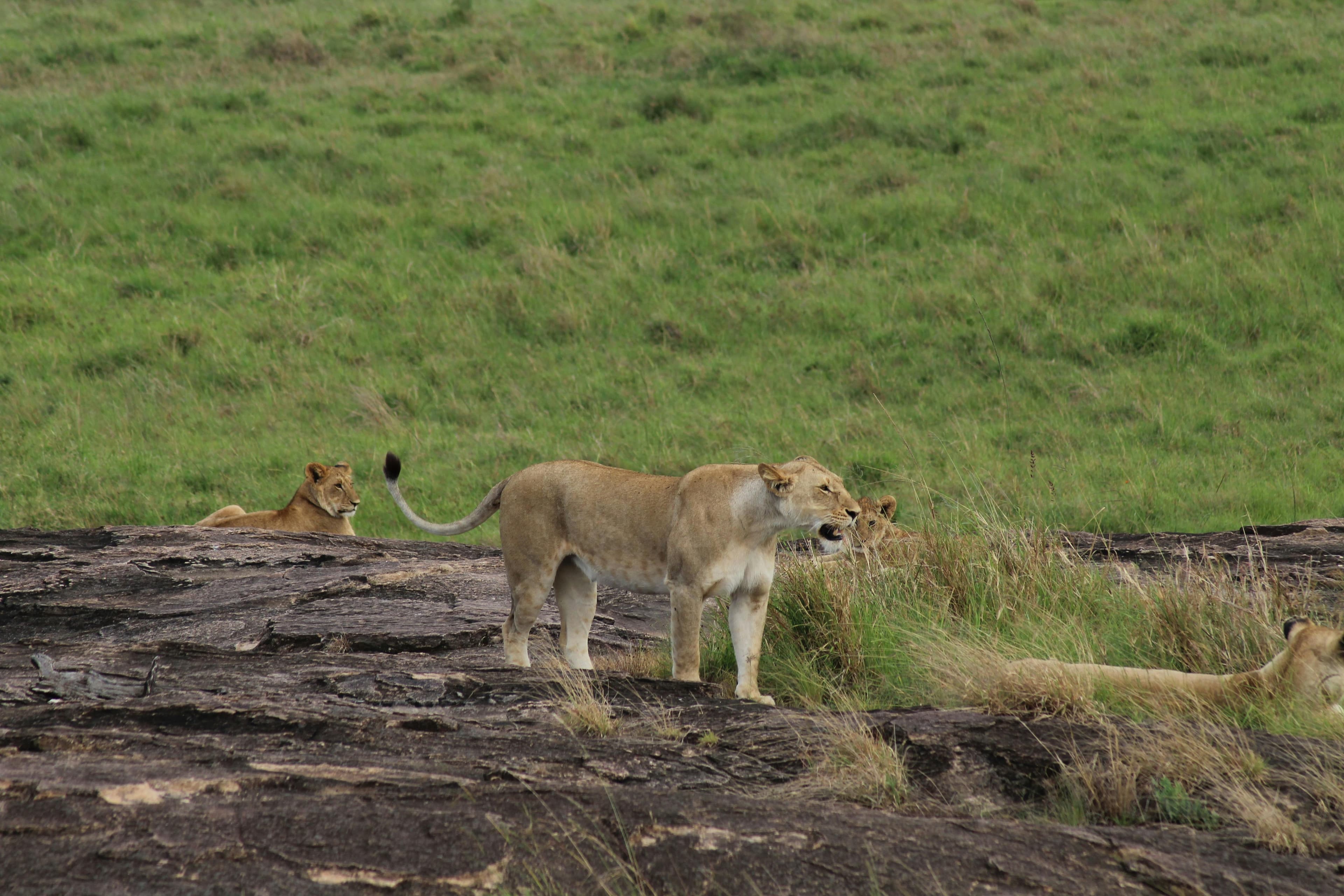 4 Nights Maasai Mara and Amboseli Fly-in Safari from Nairobi - Day 1