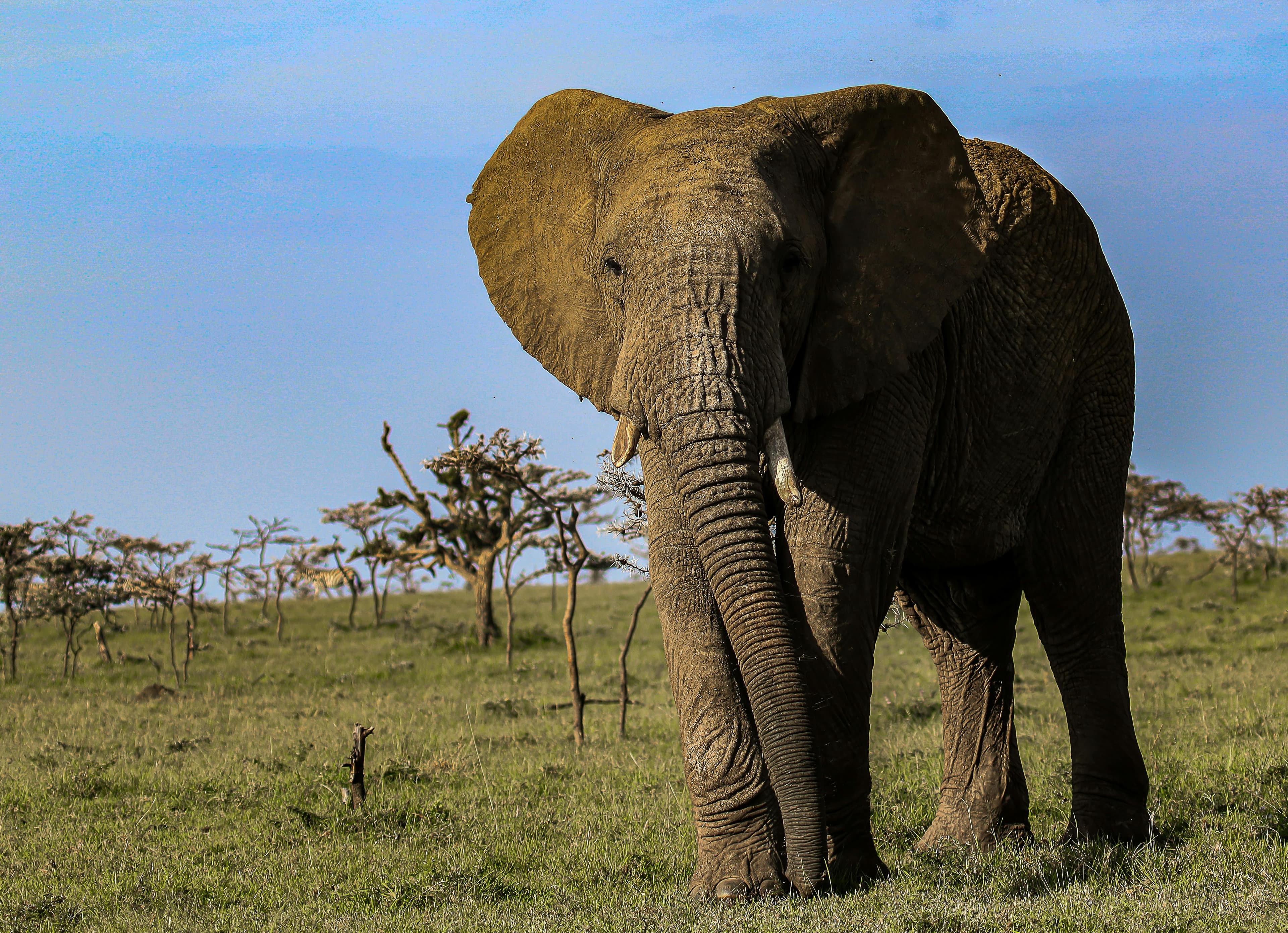 4 Nights Maasai Mara and Amboseli Fly-in Safari from Nairobi - Day 2