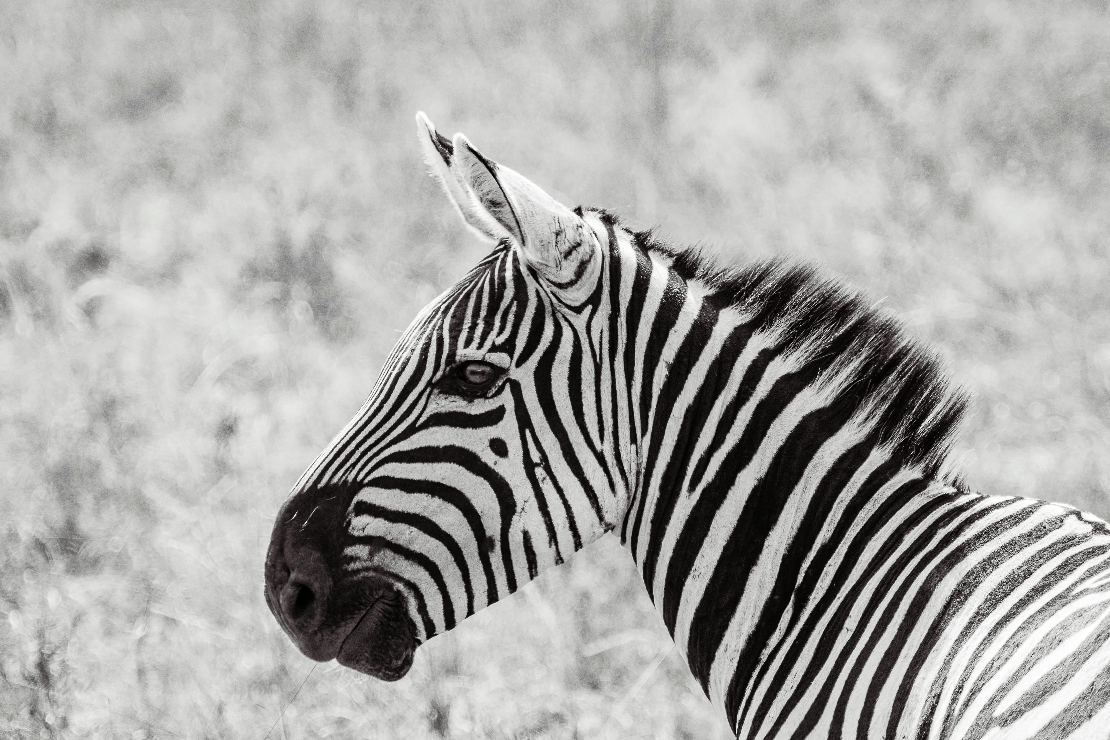 4 Nights Maasai Mara and Amboseli Fly-in Safari from Nairobi - Day 3