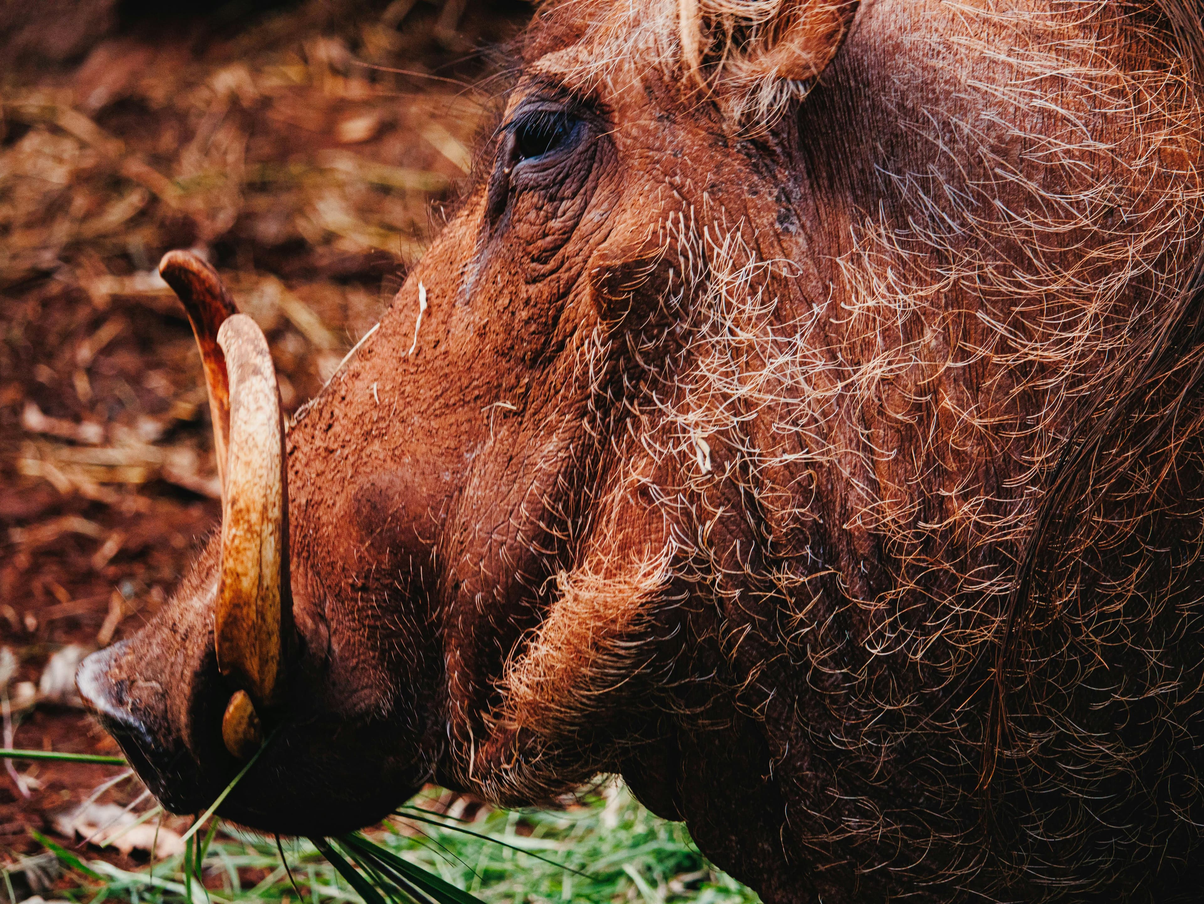 4 Nights Maasai Mara and Amboseli Fly-in Safari from Nairobi - Day 5