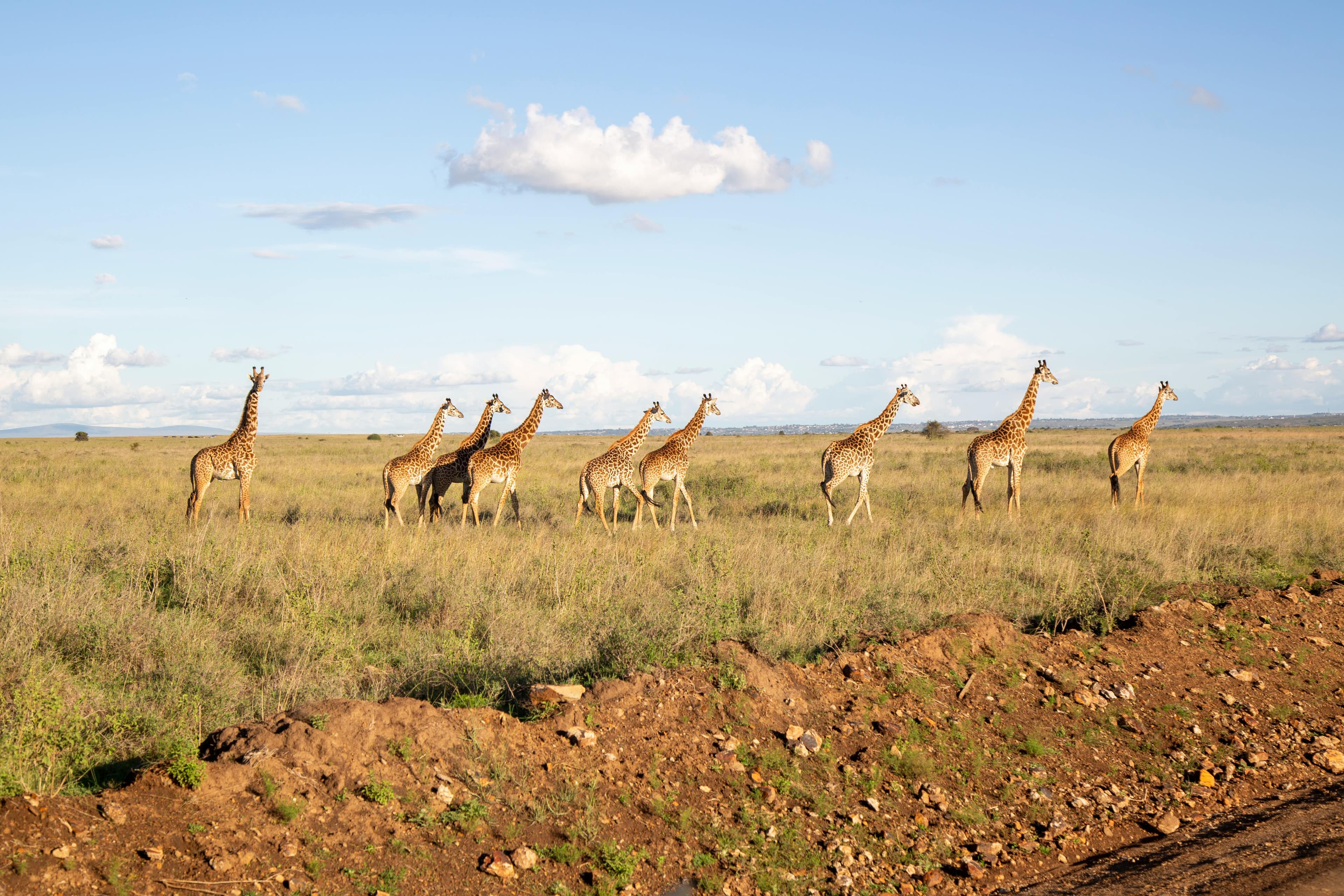 4 Nights Maasai Mara and Amboseli Fly-in Safari from Nairobi - Safari landscape