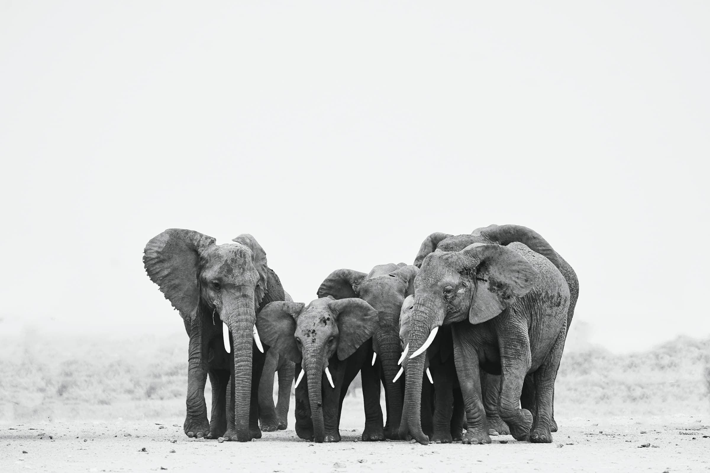 5 Days Tsavo East, Tsavo West & Amboseli Safari - Day 5