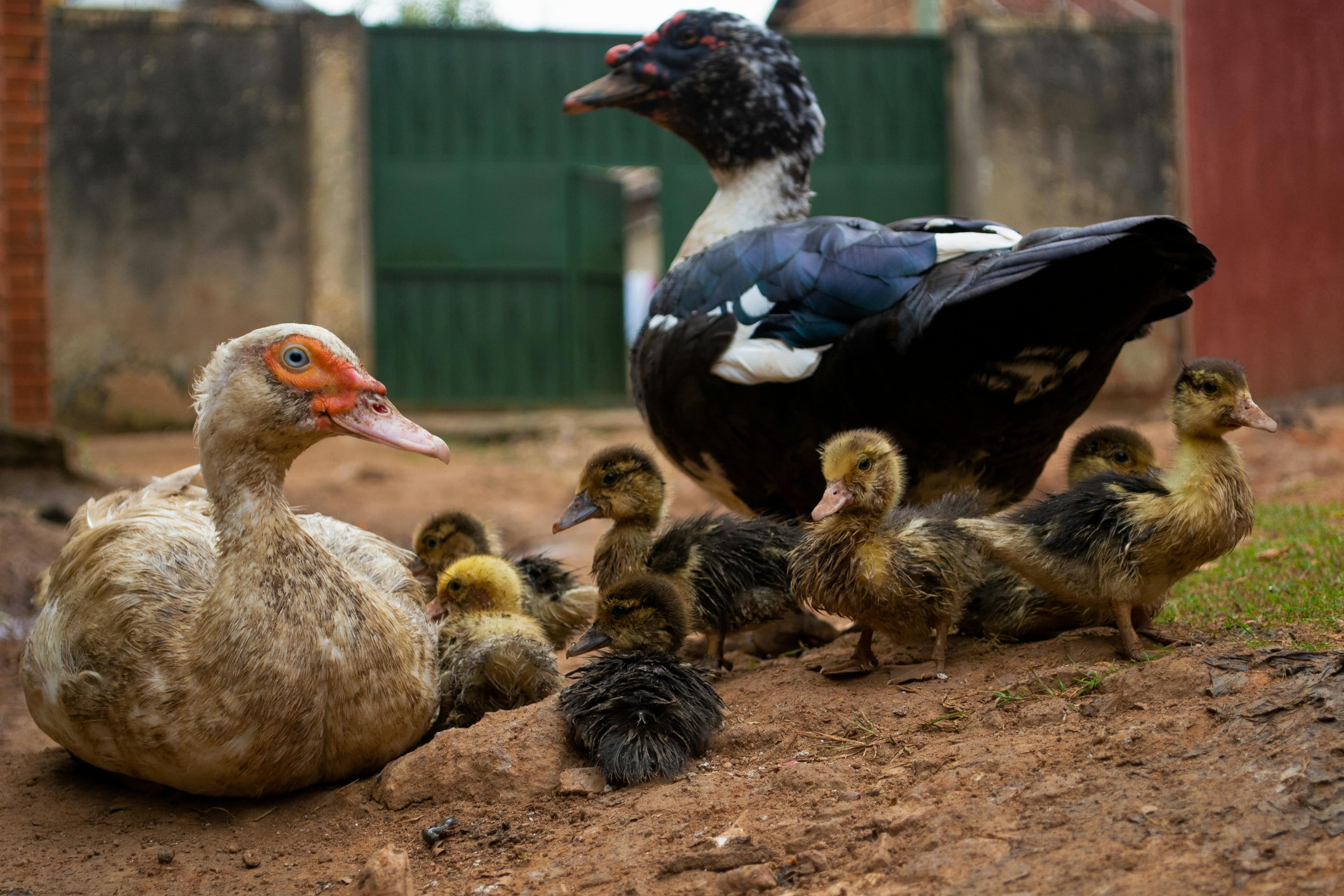 5 Days Uganda Gorilla & Wildlife Adventure - Day 1