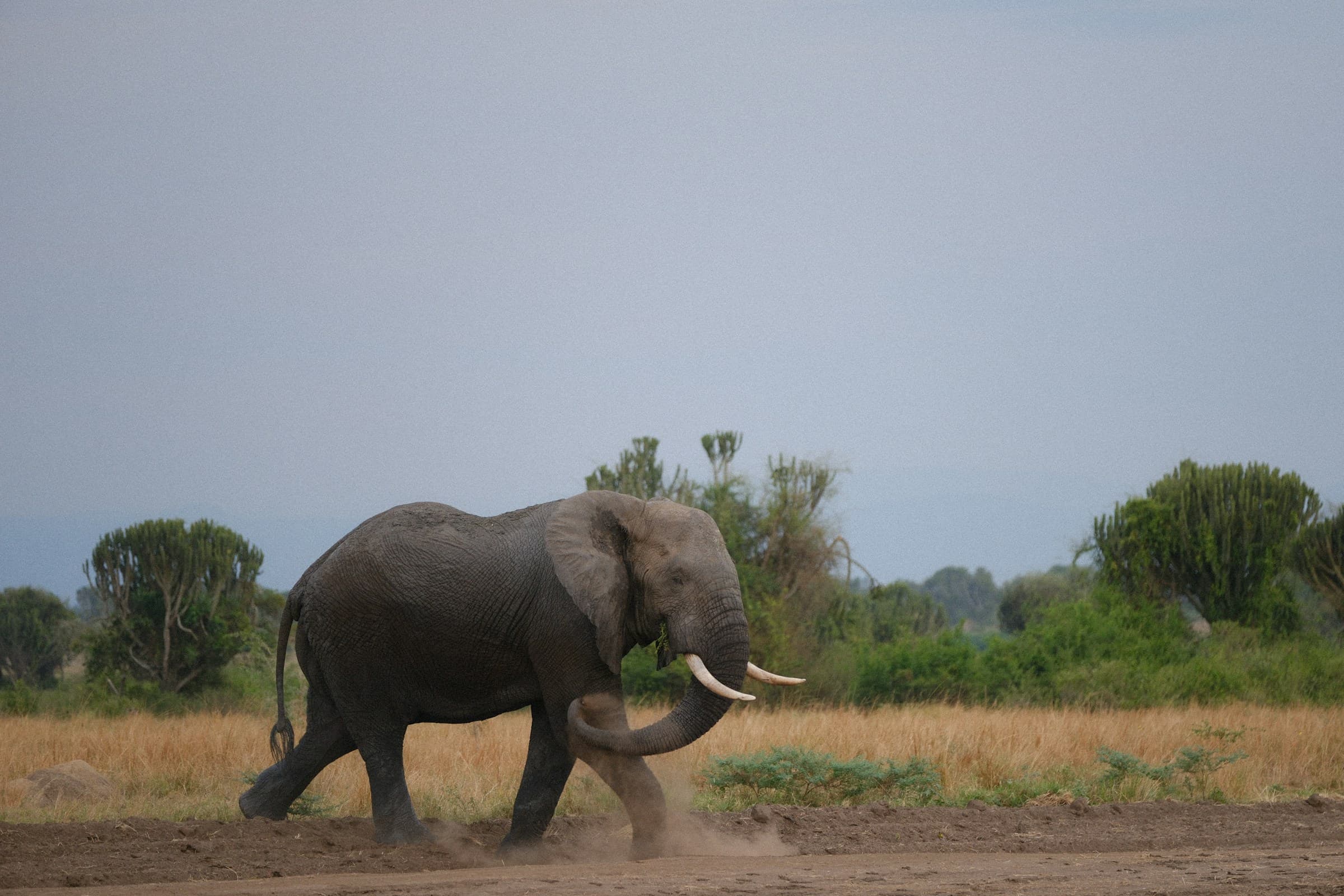 5 Days Uganda Gorilla & Wildlife Adventure - Day 4