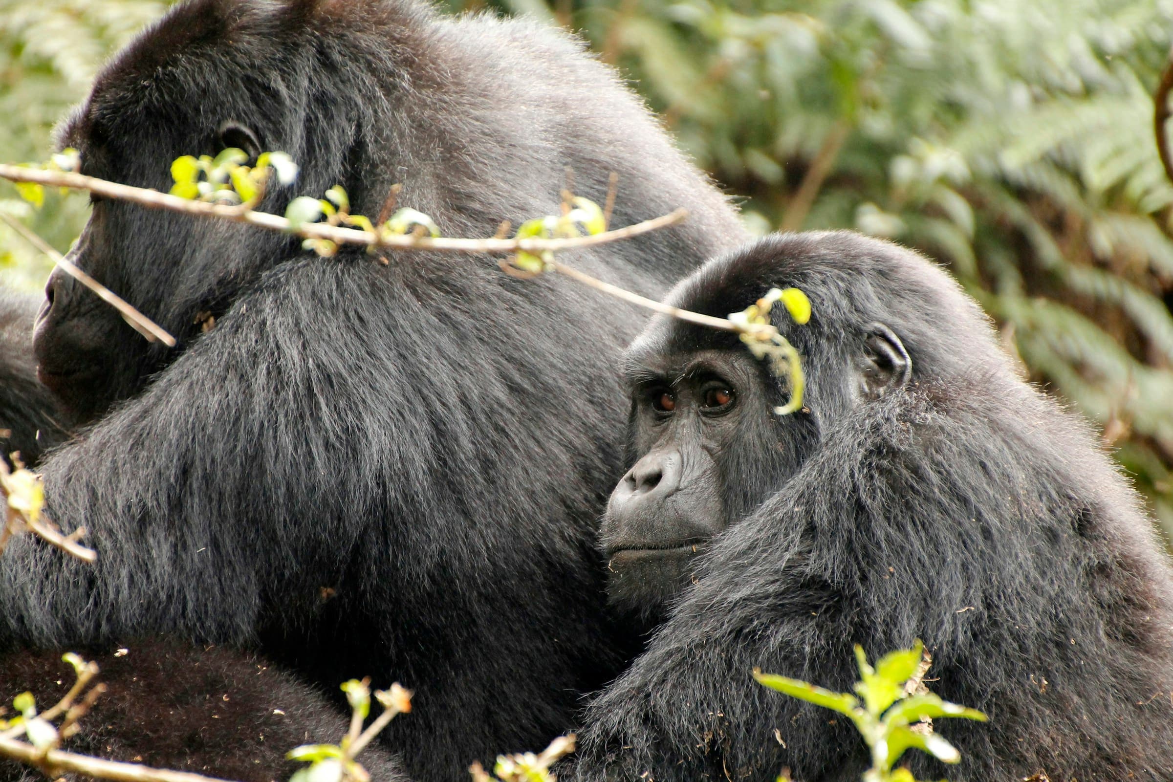 5 Days Uganda Gorilla & Wildlife Adventure - Day 5