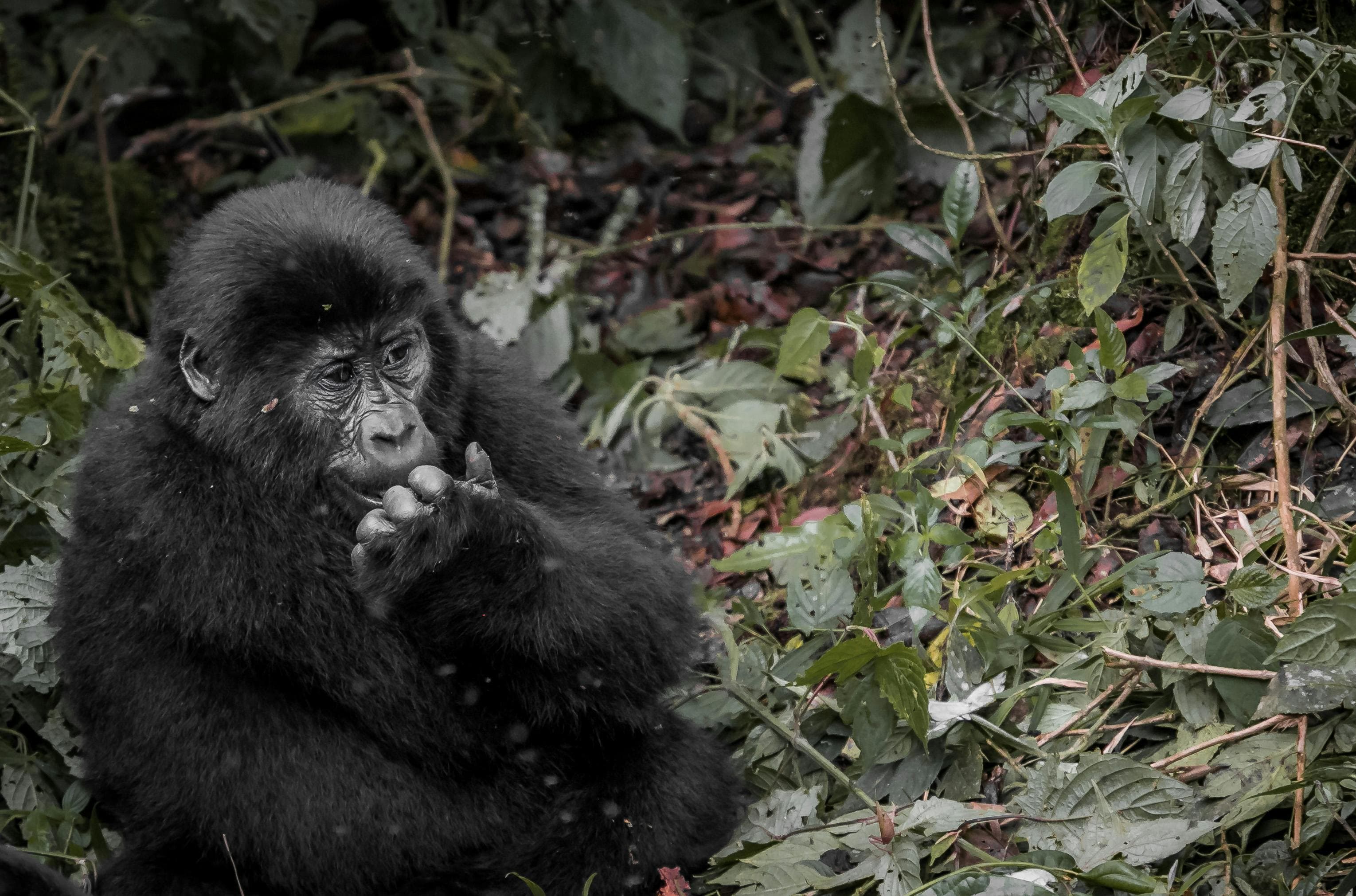 5 Days Uganda Gorilla & Wildlife Adventure - Safari landscape