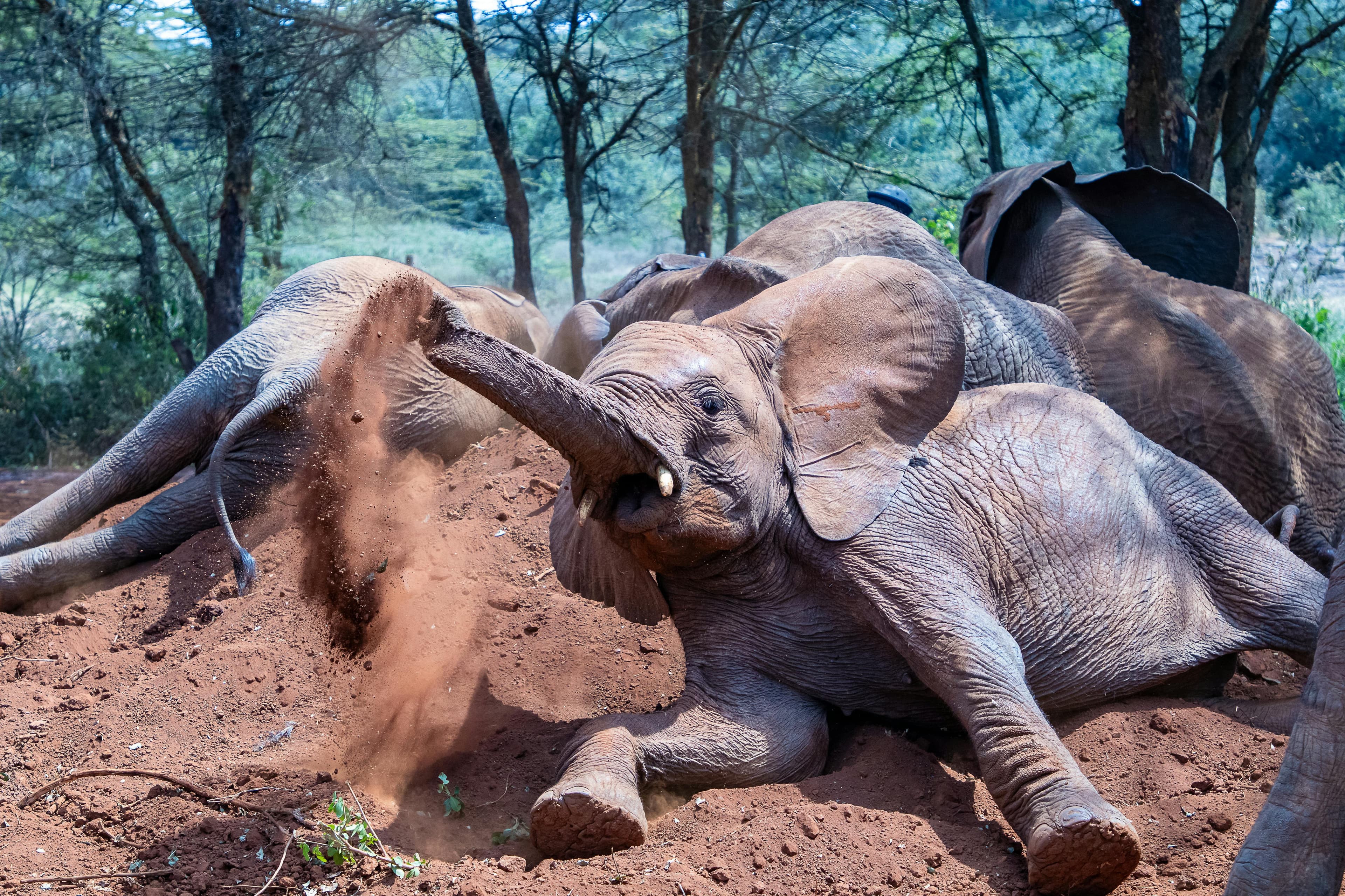 5 Nights Amboseli and Maasai Mara Fly-in Safari from Nairobi - Day 1