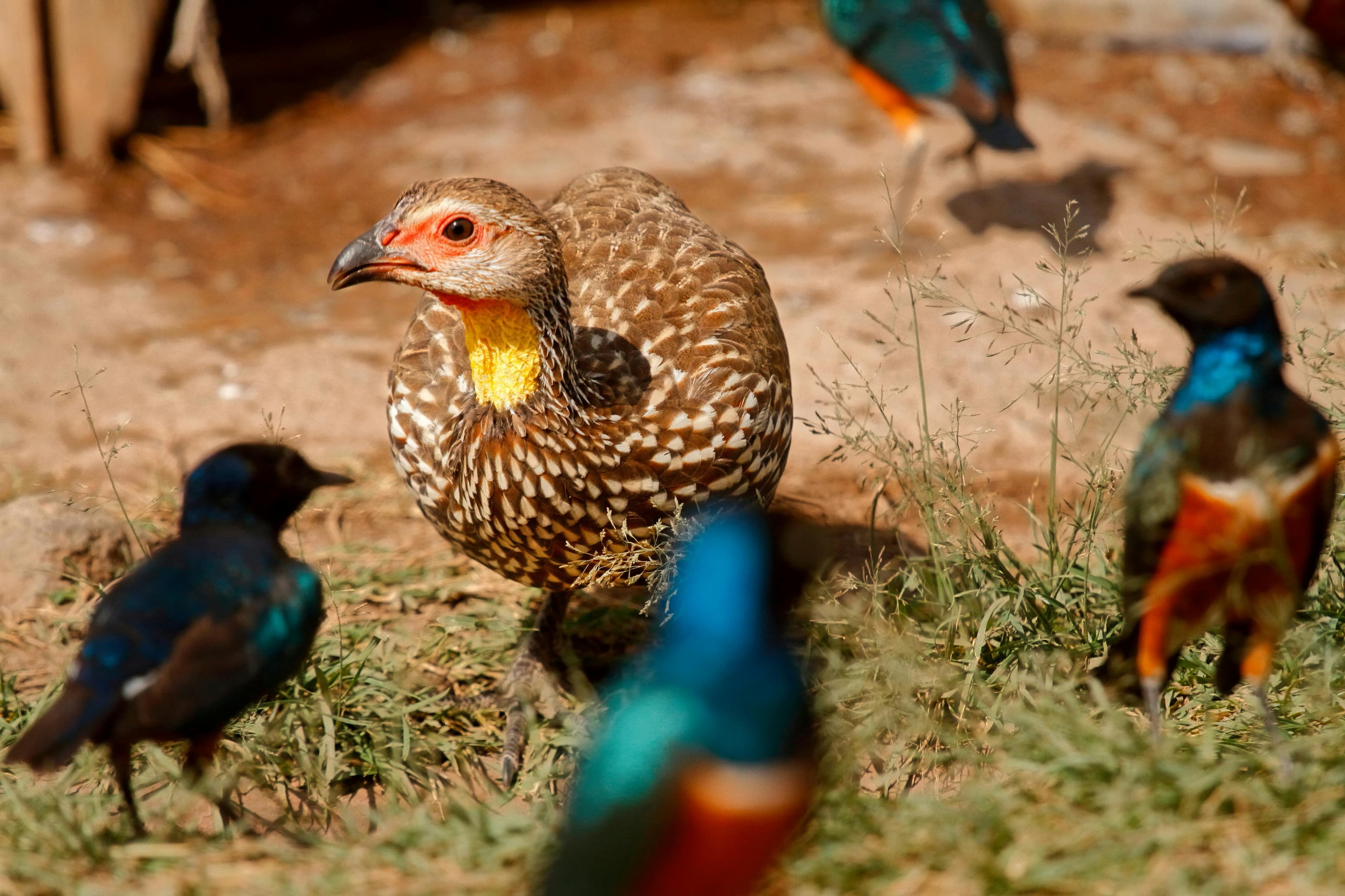 5 Nights Amboseli and Maasai Mara Fly-in Safari from Nairobi - Day 2