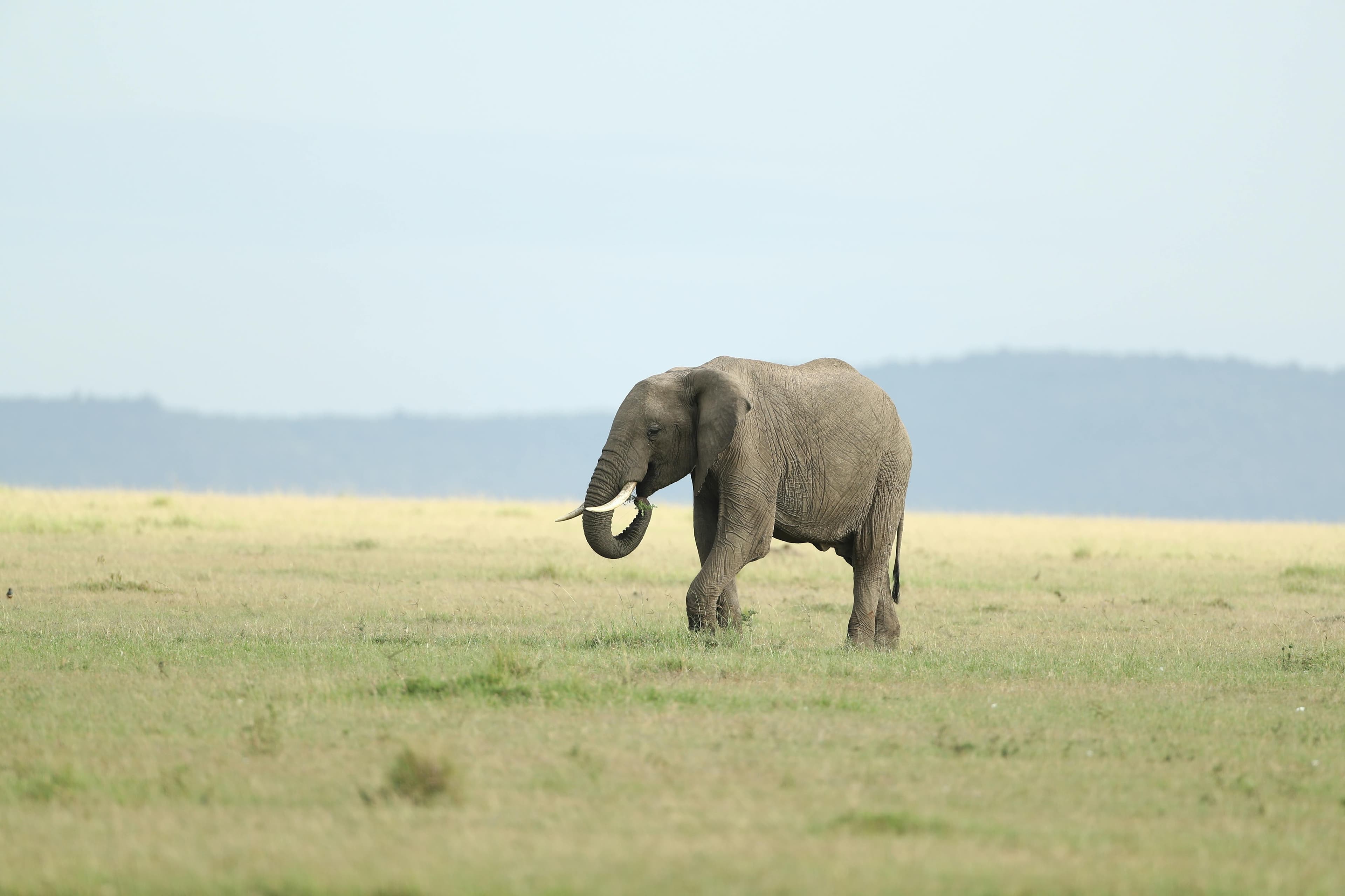 5 Nights Amboseli and Maasai Mara Fly-in Safari from Nairobi - Day 3