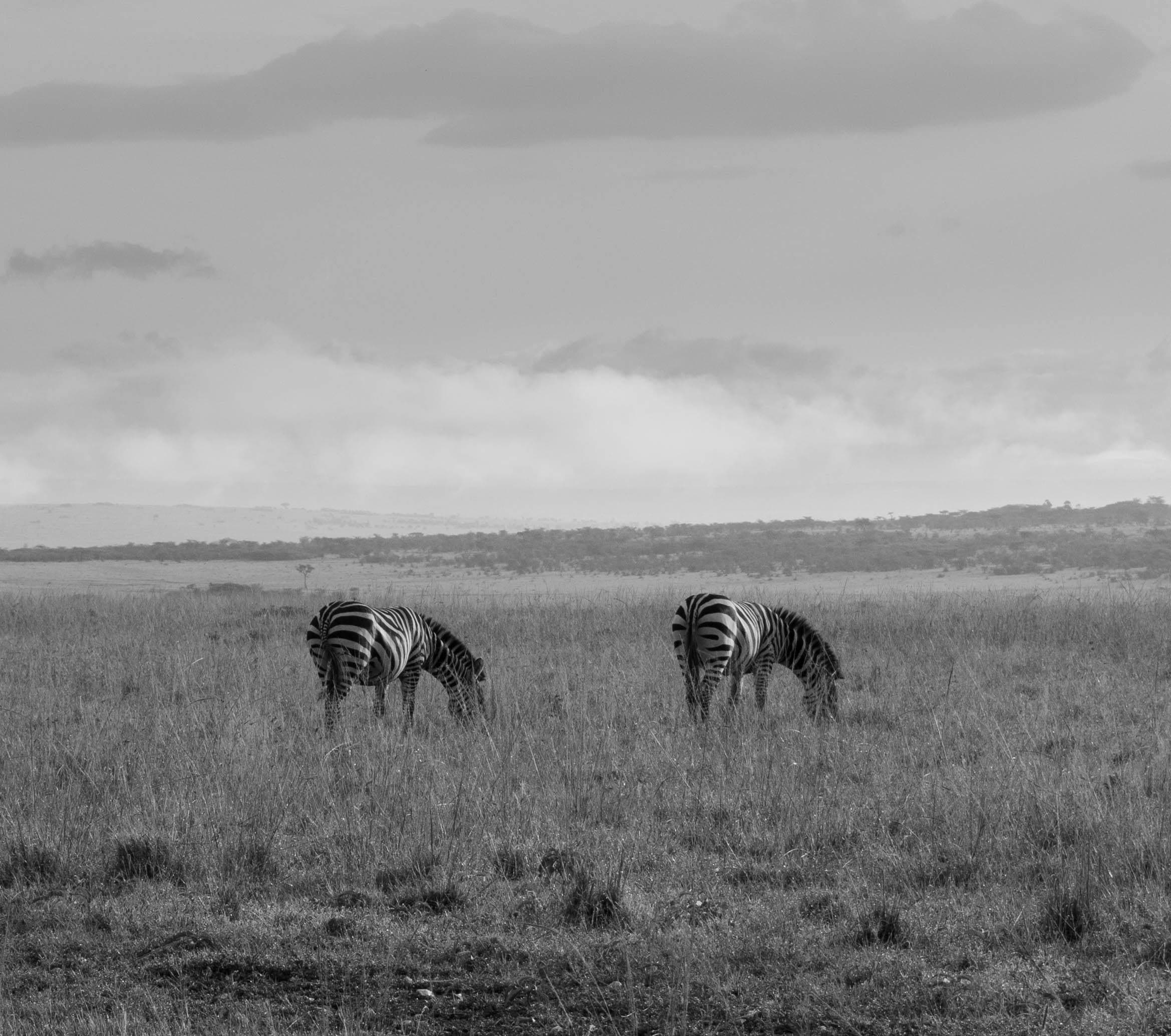 5 Nights Amboseli and Maasai Mara Fly-in Safari from Nairobi - Day 5