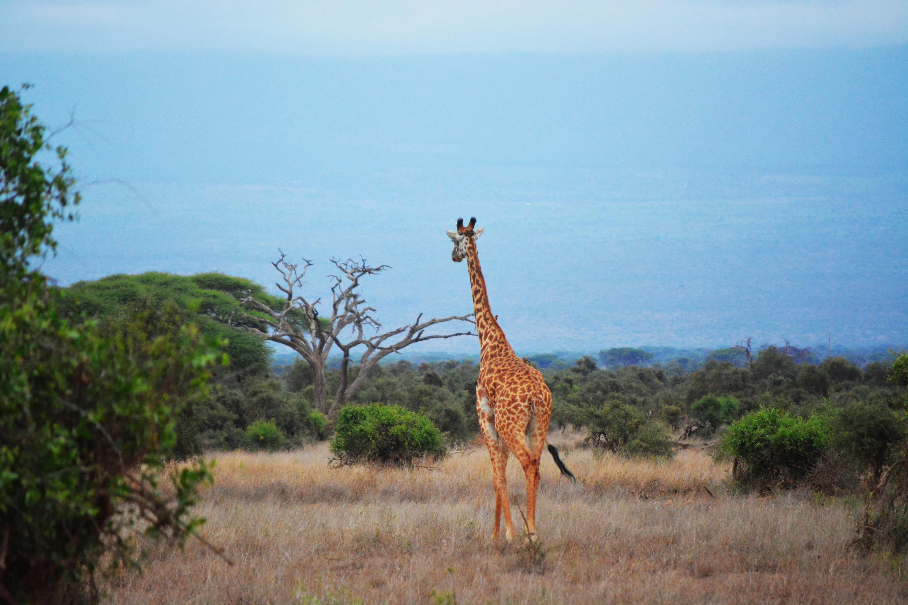 5 Nights Amboseli and Maasai Mara Fly-in Safari from Nairobi - Day 6