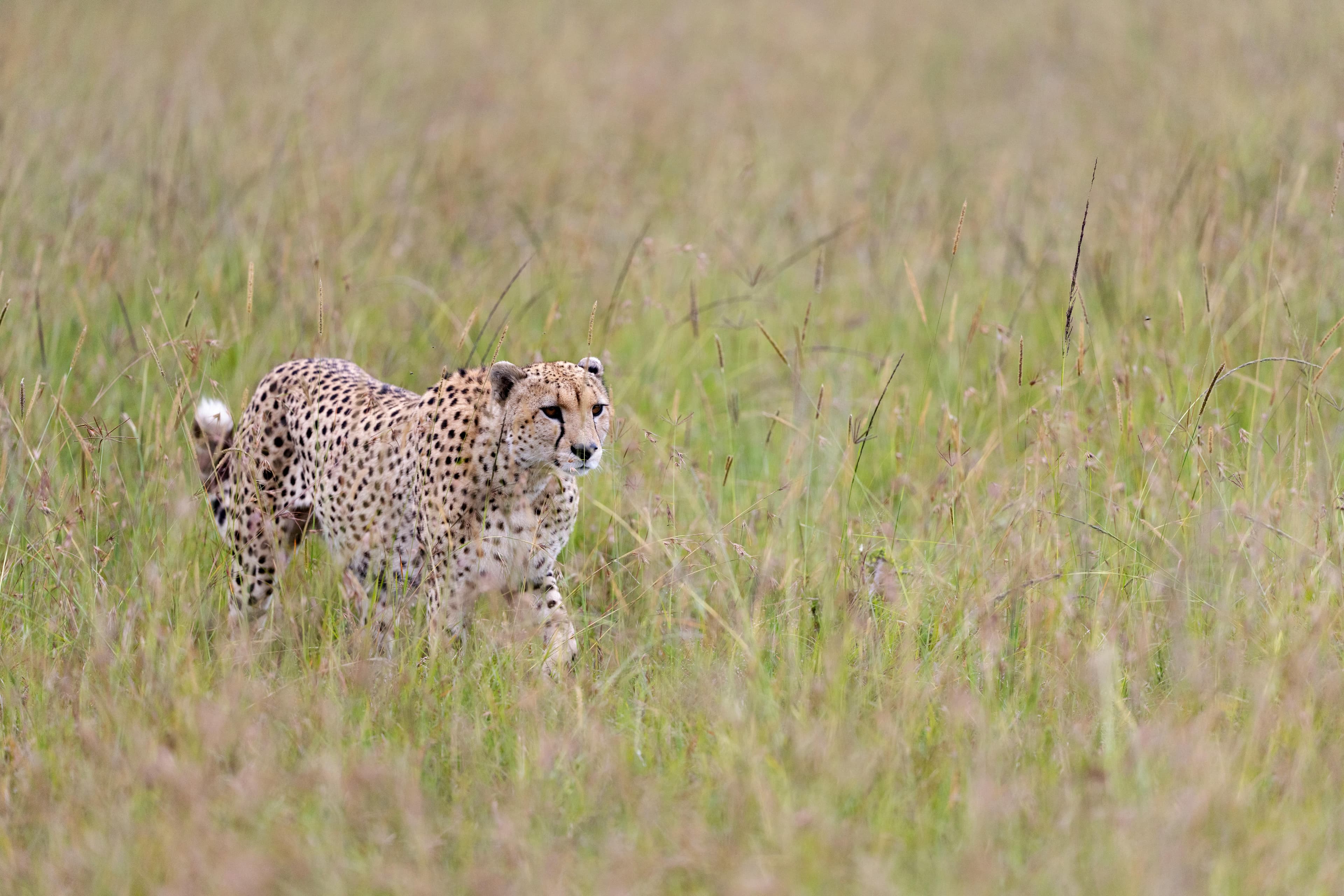 6-Day Kenya Safari: Amboseli, Naivasha, Nakuru & Maasai Mara Adventure - Day 5 Show dramatic Maasai Mara wildlife, ideally lions, cheetahs, or expansive savannah scenes.