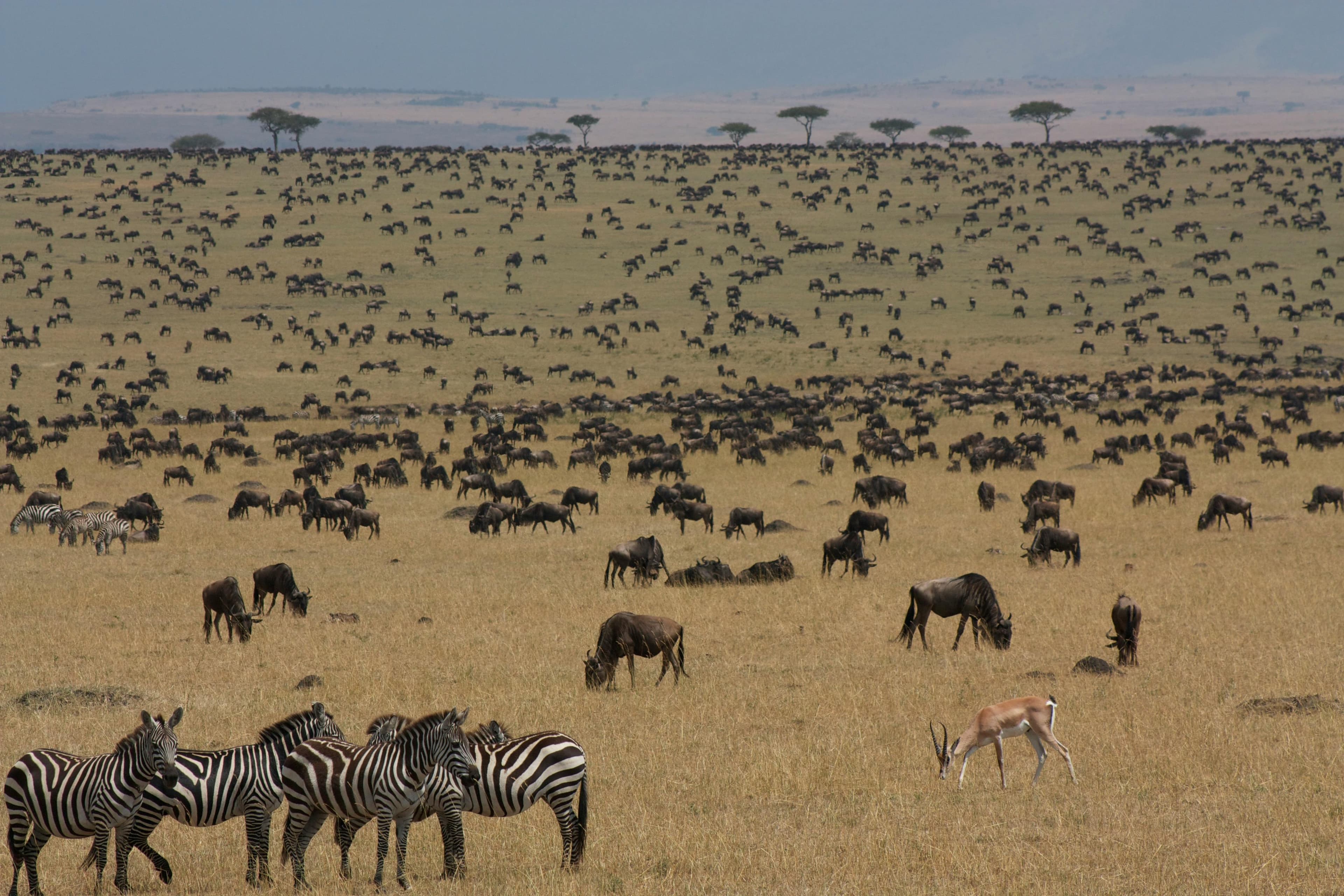 6-Day Kenya Safari: Amboseli, Naivasha, Nakuru & Maasai Mara Adventure - Day 6 Show a Maasai Mara sunrise or final scenic savannah view before departure.