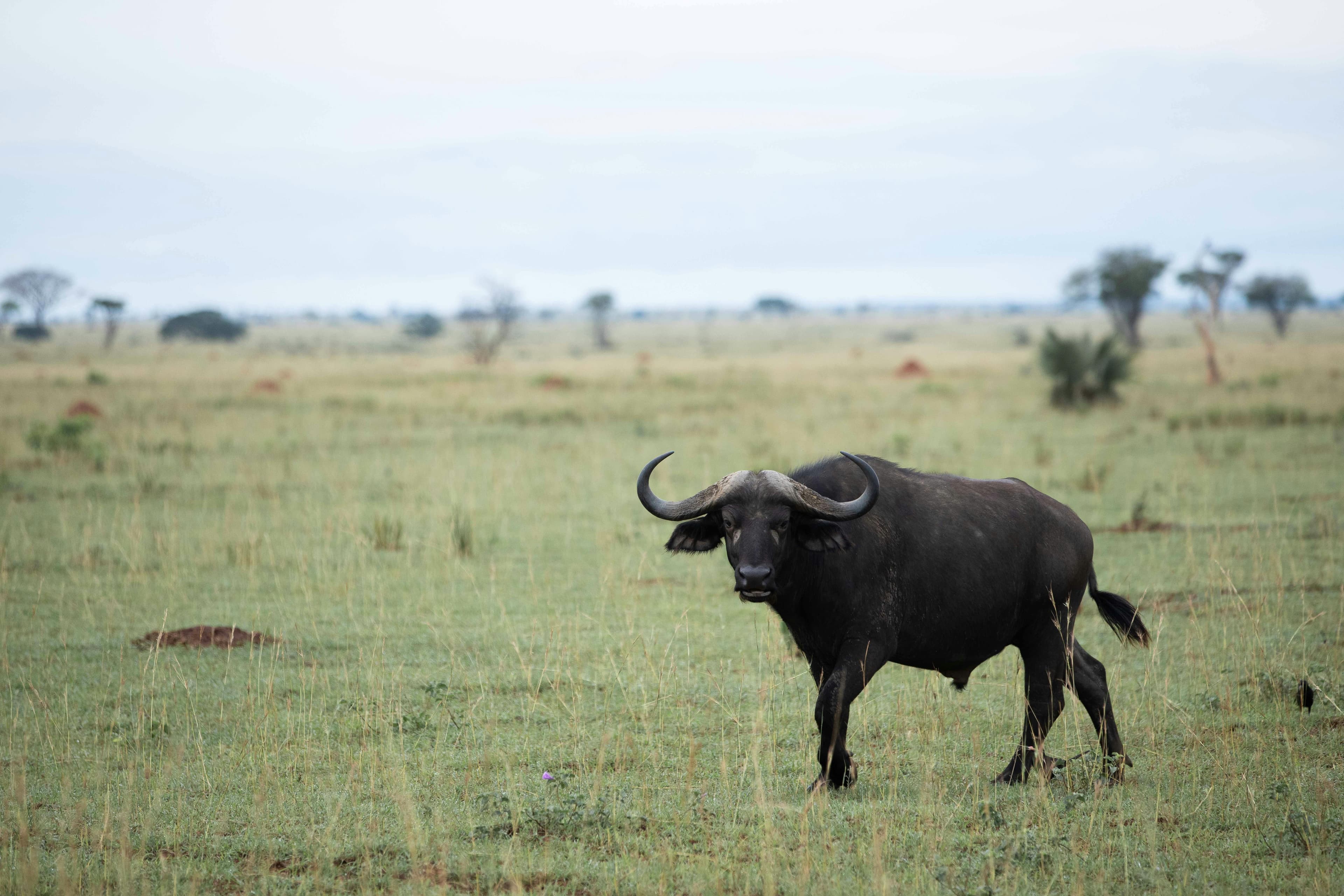 6 Days Murchison, Queen Elizabeth & Lake Mburo - Day 1